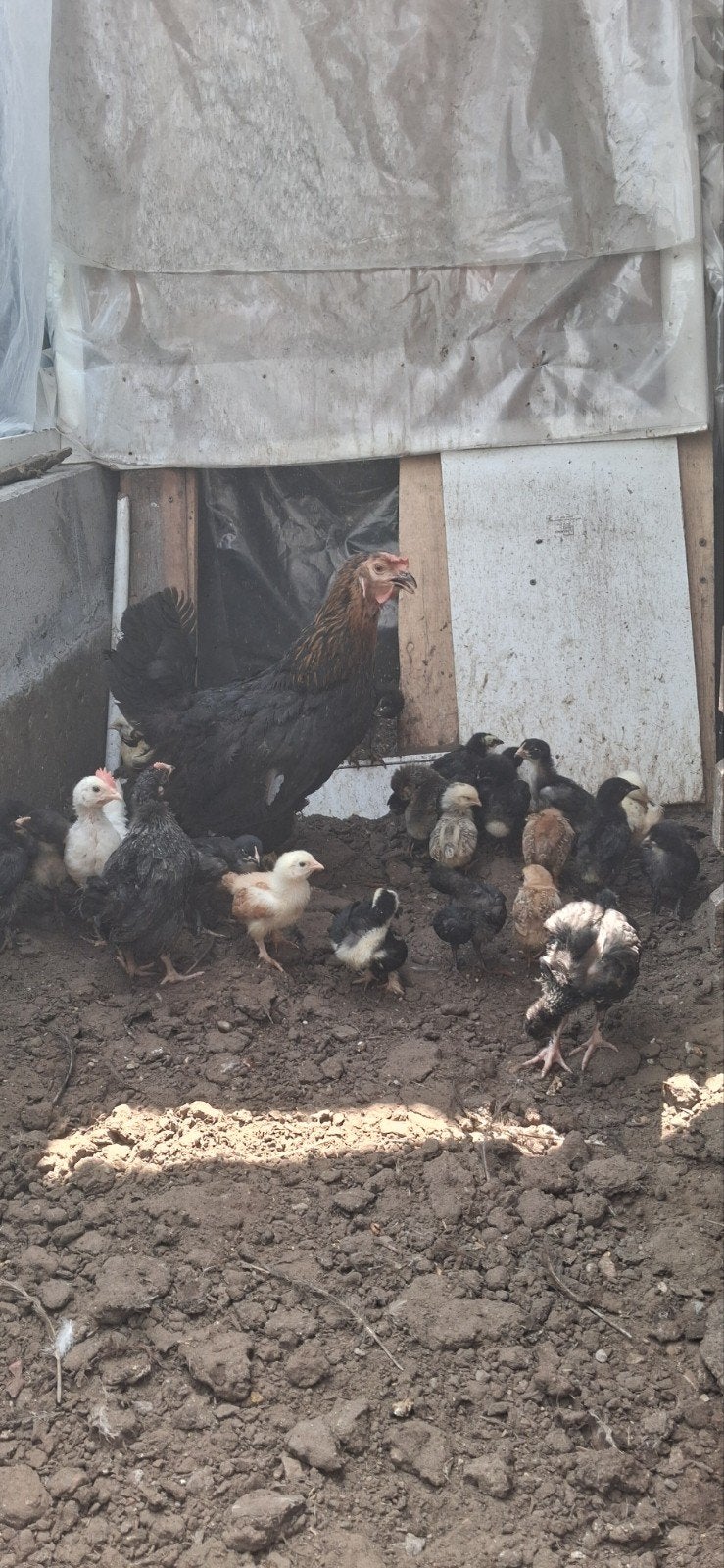 Kippen, Dieren en Toebehoren, Pluimvee