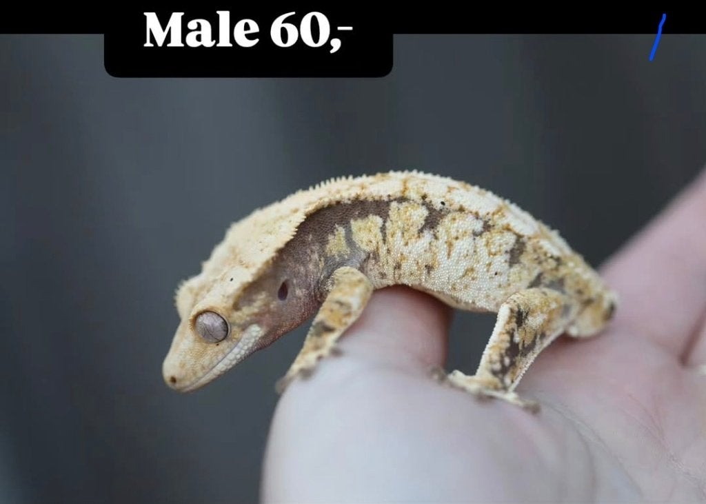 Verschillende wimpergekko's: man, vrouw, baby, Animaux & Accessoires, Reptiles & Amphibiens, Lézard, 0 à 2 ans