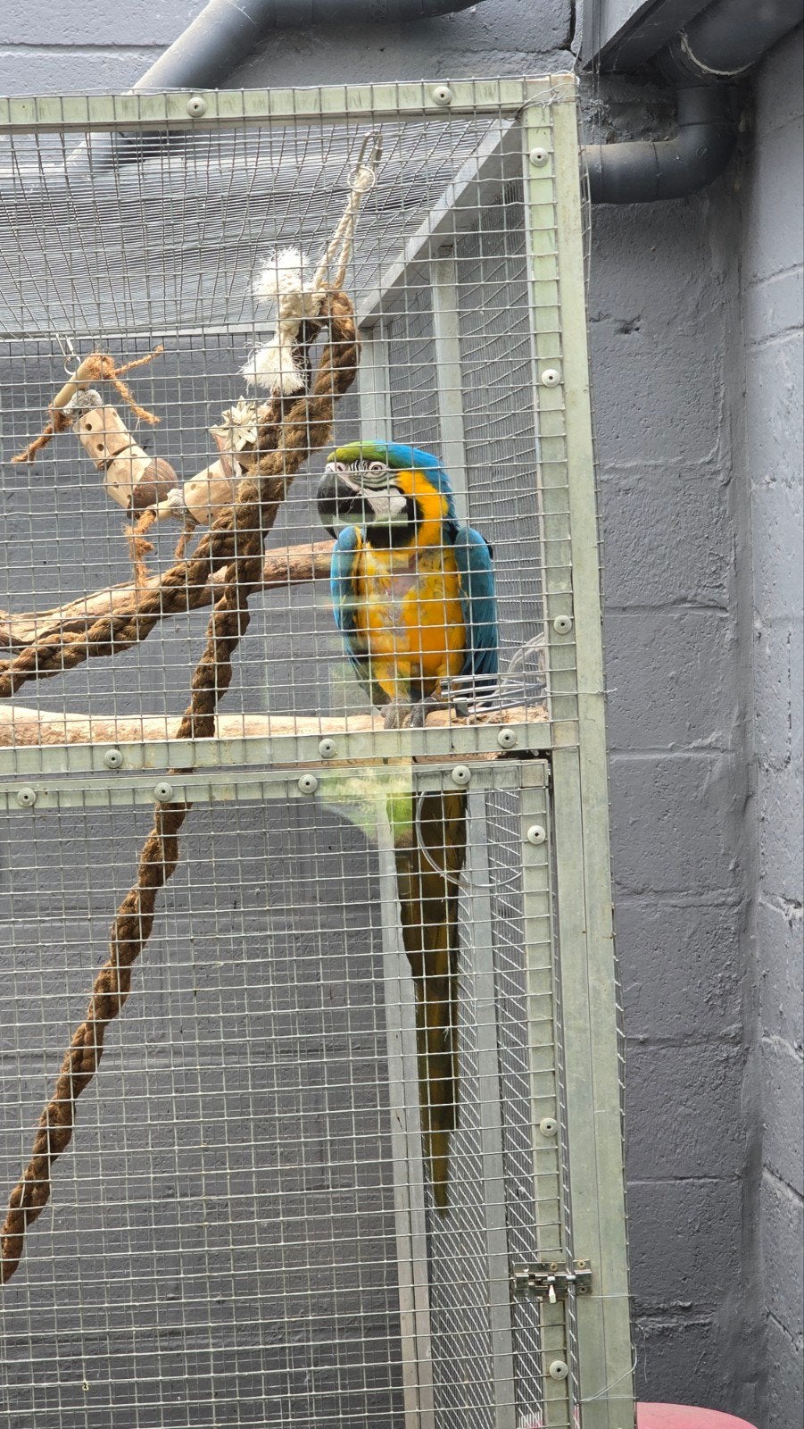 Ara ararauna mâle apprivoisé, Animaux & Accessoires, Oiseaux | Perruches & Perroquets, Mâle, Bagué