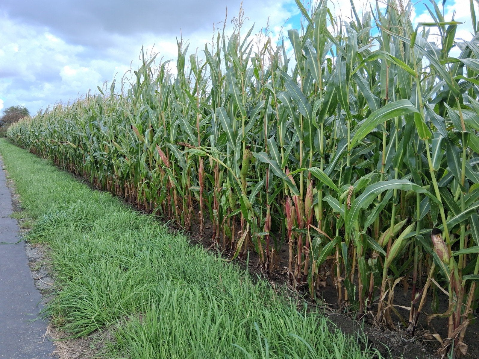 Maïs op stam, Articles professionnels, Agriculture | Aliments pour bétail, Enlèvement
