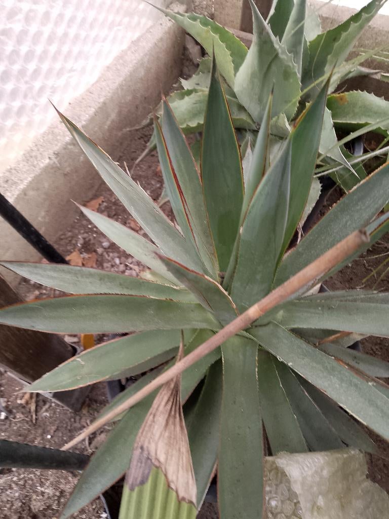 agave blue glow, Ophalen