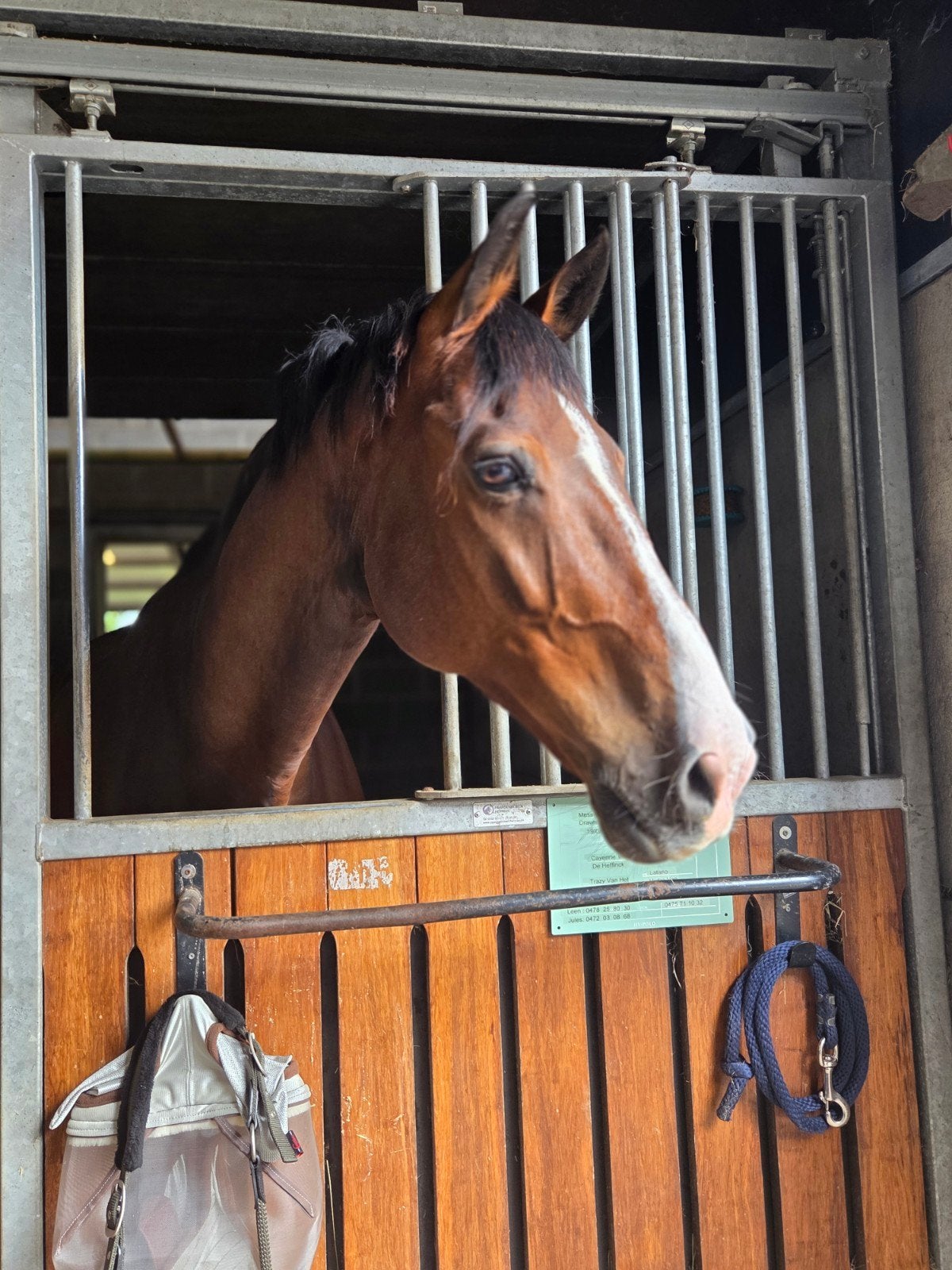 Lieve Allrounder te koop - Messi, Springpaard, Met stamboom, Ruin, M