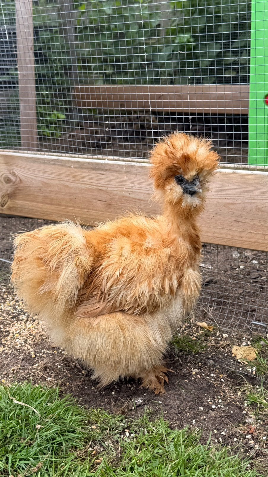 Koppeltje zijdehoentjes met 2 kuikentjes, Dieren en Toebehoren, Pluimvee, Meerdere dieren, Kip