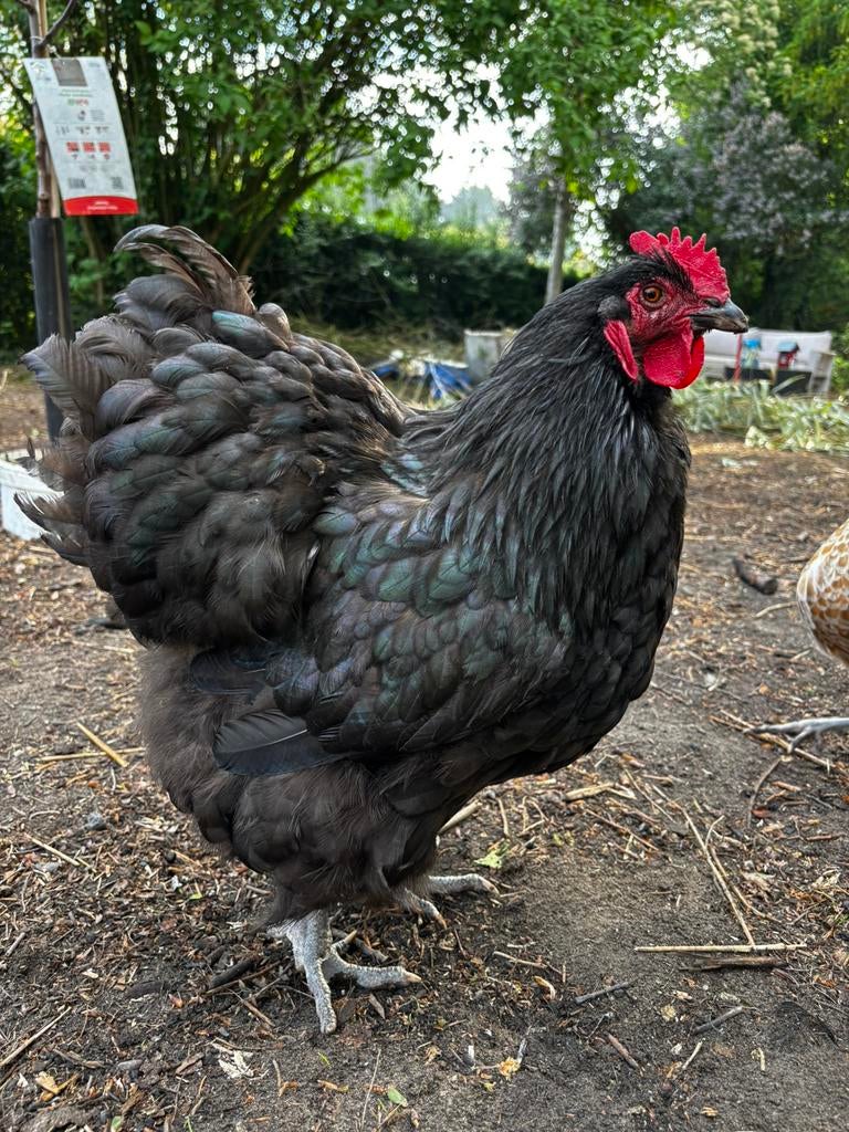 Zwart Opaal Orpington XL haan, Dieren en Toebehoren, Pluimvee, Kip