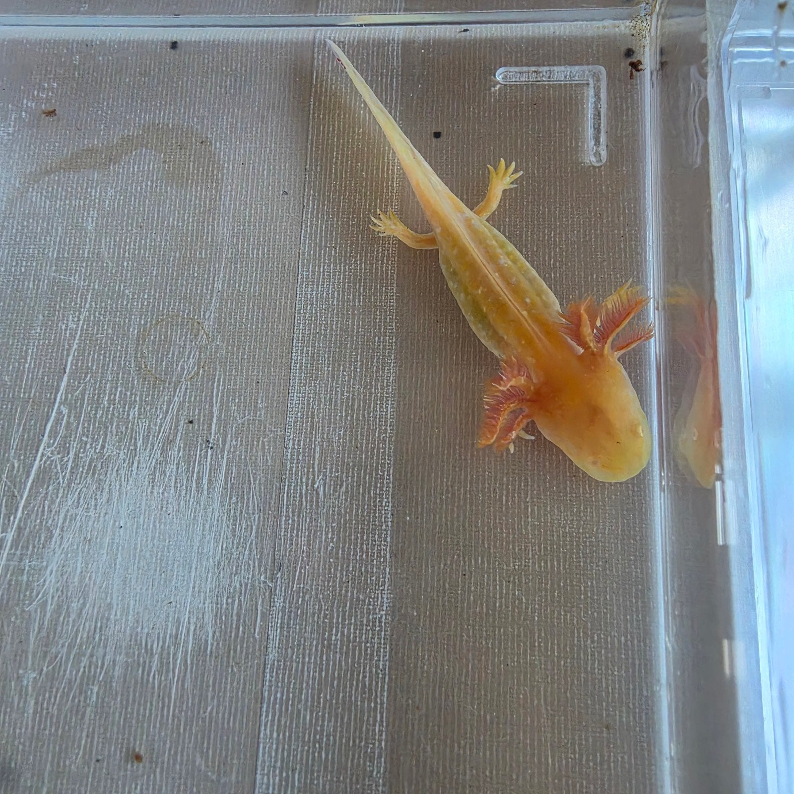 golden axolotls, Dieren en Toebehoren