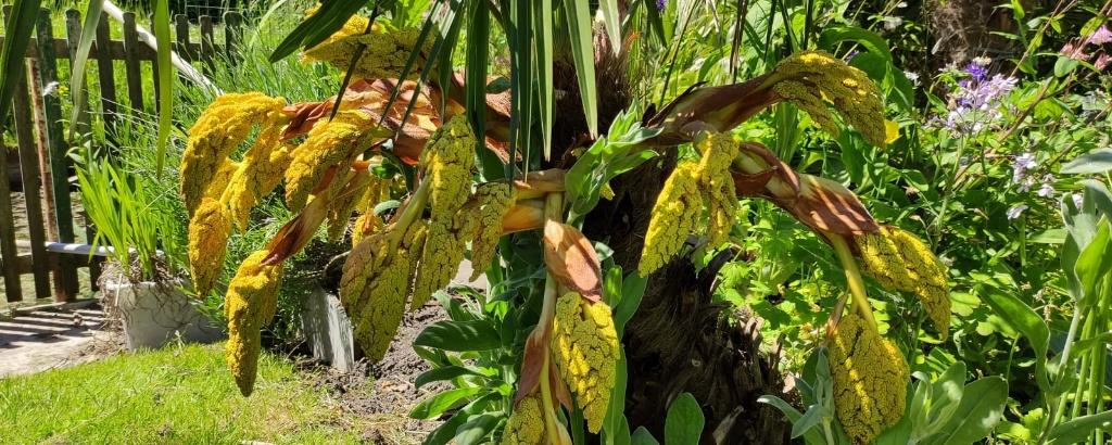 Bijzondere Trachycarpus hybride palmzaden, Tuin en Terras, Planten | Bomen, Volle zon, Ophalen of Verzenden, Lente, Minder dan 100 cm
