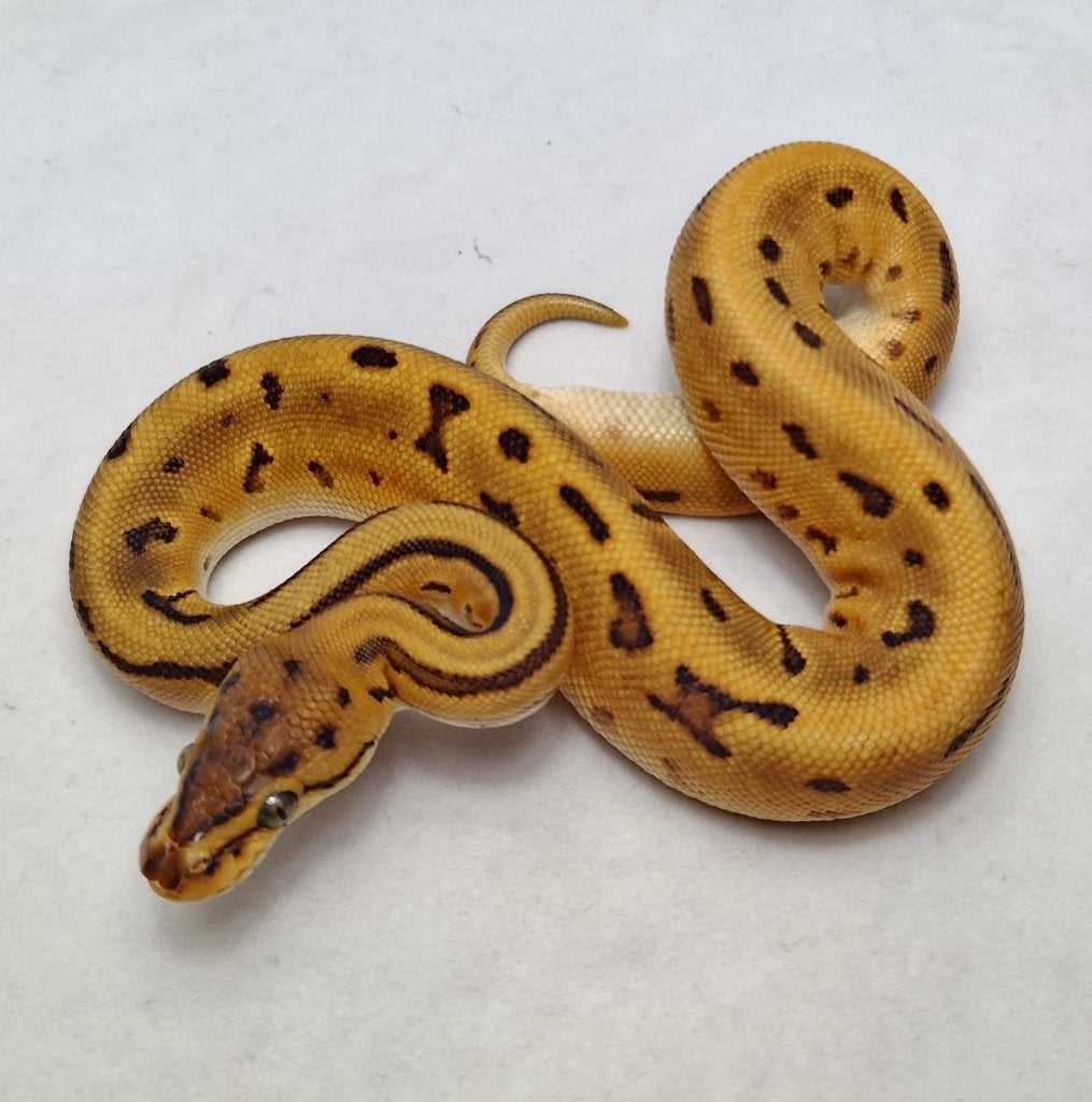Super OD Leopard het Cryptic koningspython man, Dieren en Toebehoren, Reptielen en Amfibieën, Slang, Tam, 0 tot 2 jaar