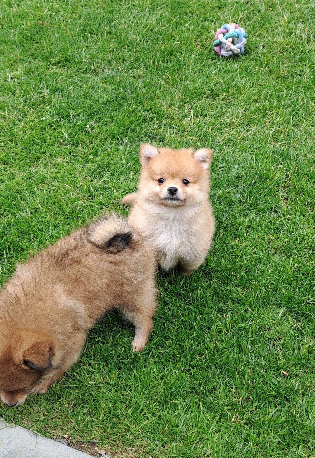 Dwergkeesjes, Parvo, België, Keeshond, 8 tot 15 weken