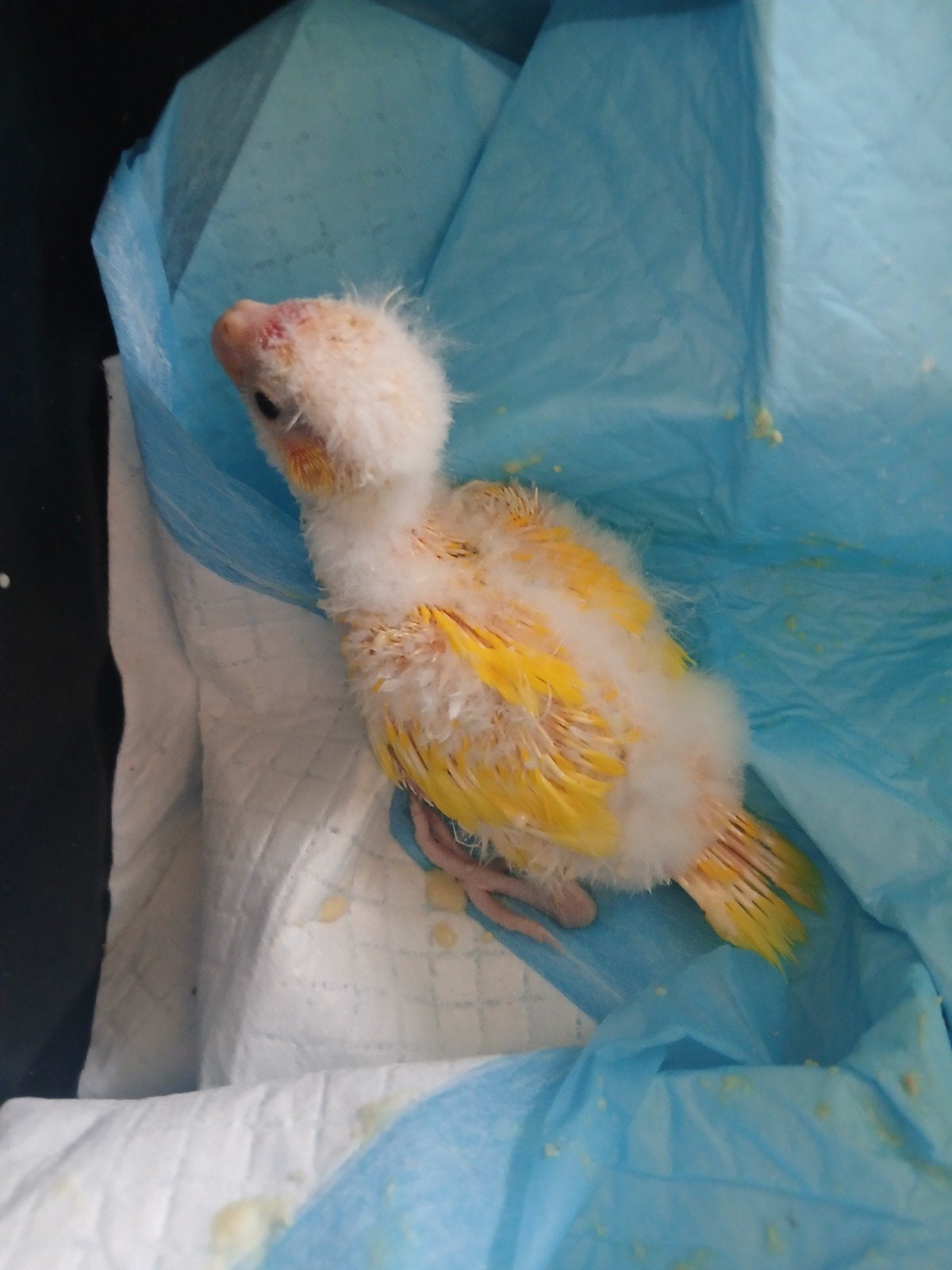 Kakarikis voor handopfok, Dieren en Toebehoren, Geslacht onbekend, Parkiet, Geringd