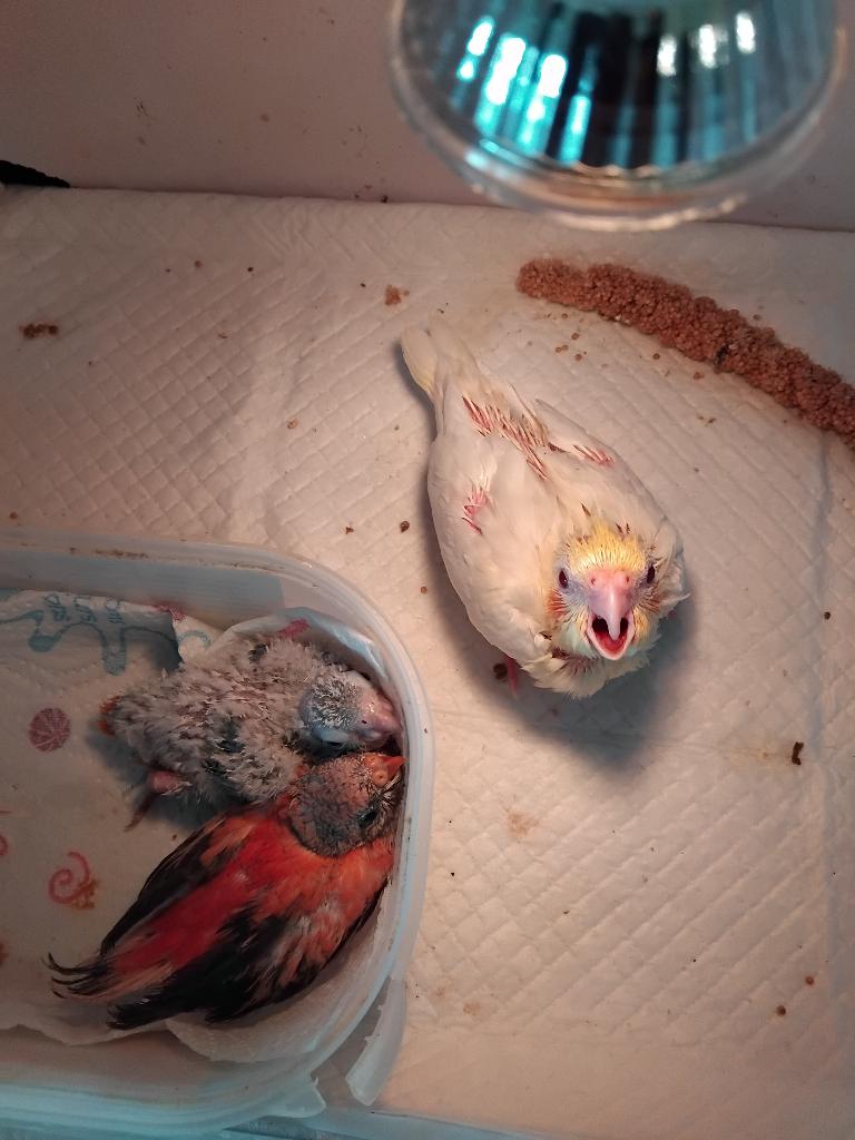 Bébés a vendre, Plusieurs animaux, Perruche, Domestique