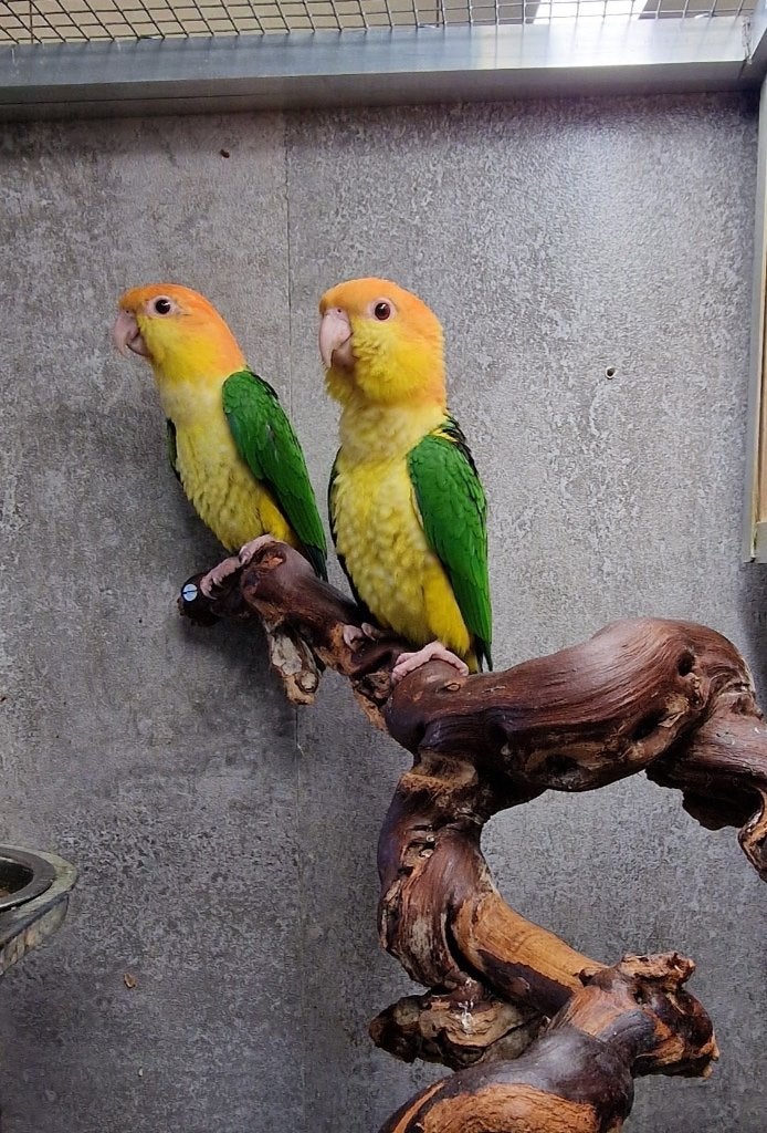2 Roestkop Caique poppen 2026, Dieren en Toebehoren, Vrouwelijk, Papegaai, Geringd