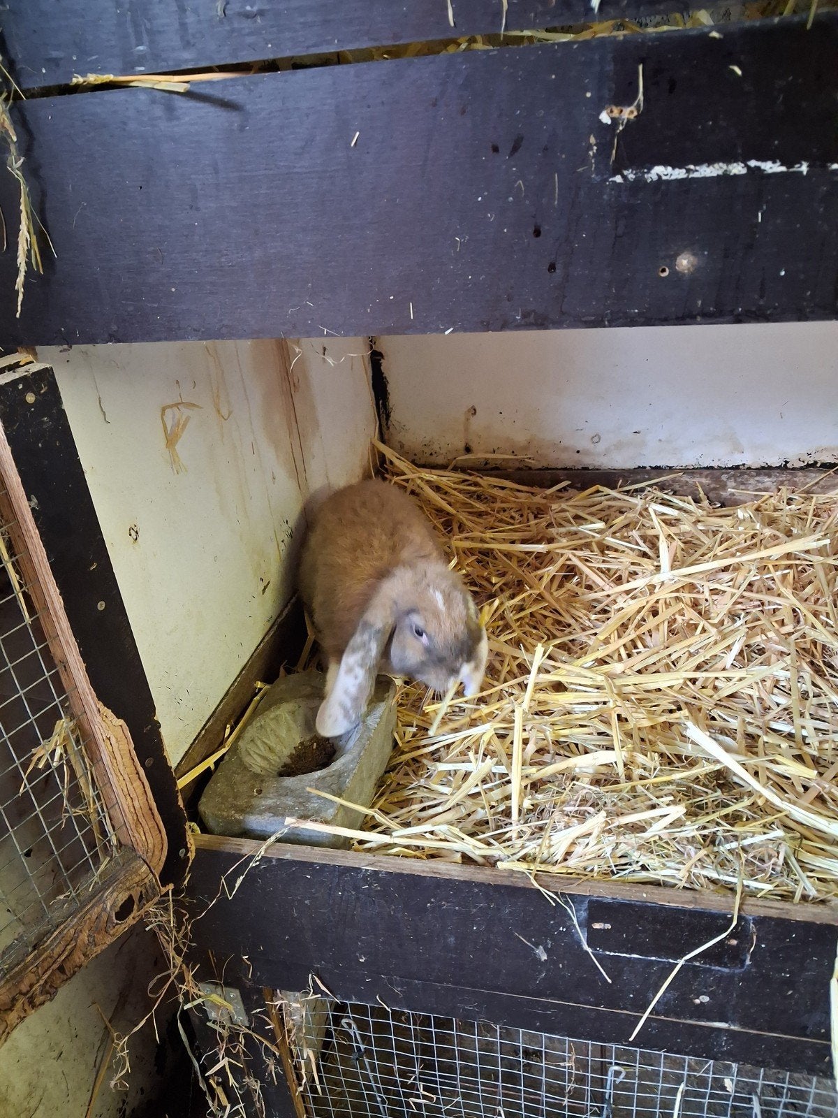 Franse hangoor voedster drie maanden 15 €, Animaux & Accessoires, Oreilles tombantes
