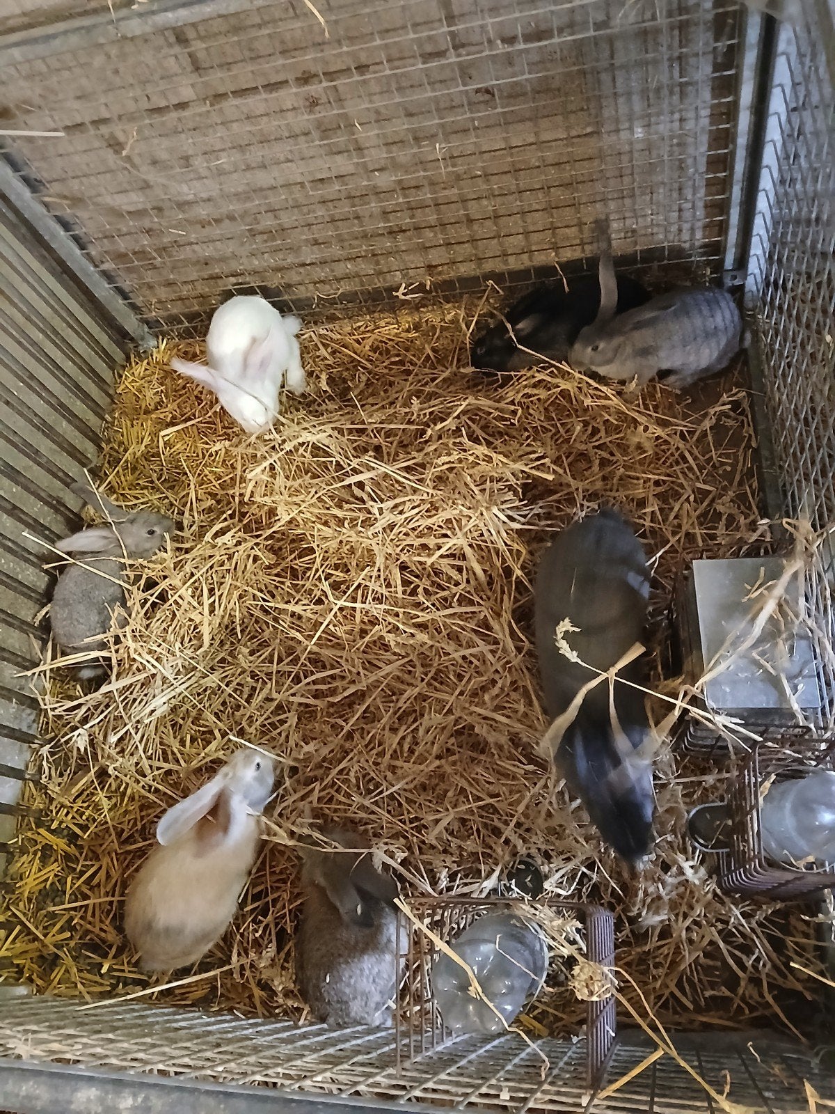konijn voedster met 6 jongen