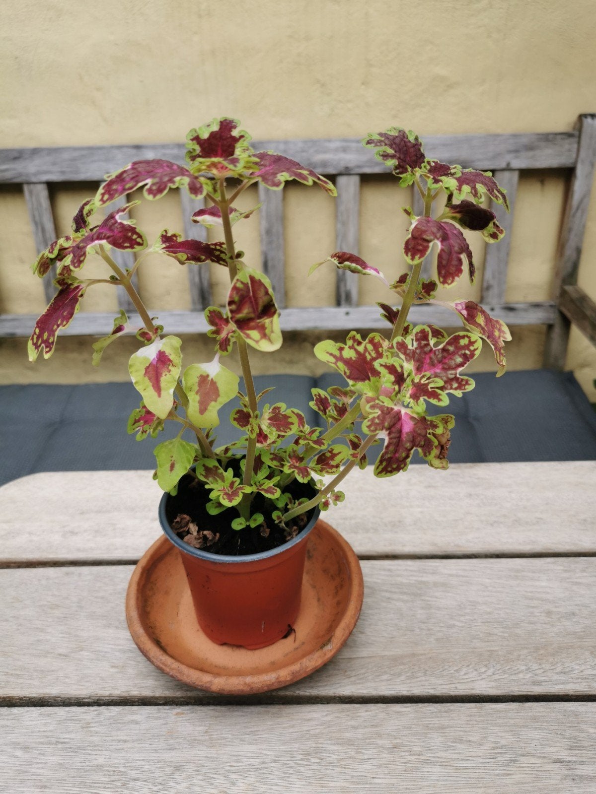 Coleus inky fingers gezonde plant, Ophalen