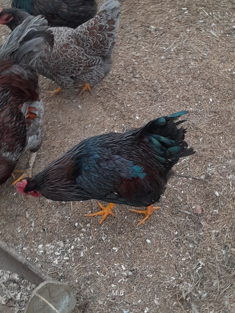 Barnevelder hanen te koop, Mannelijk, Kip
