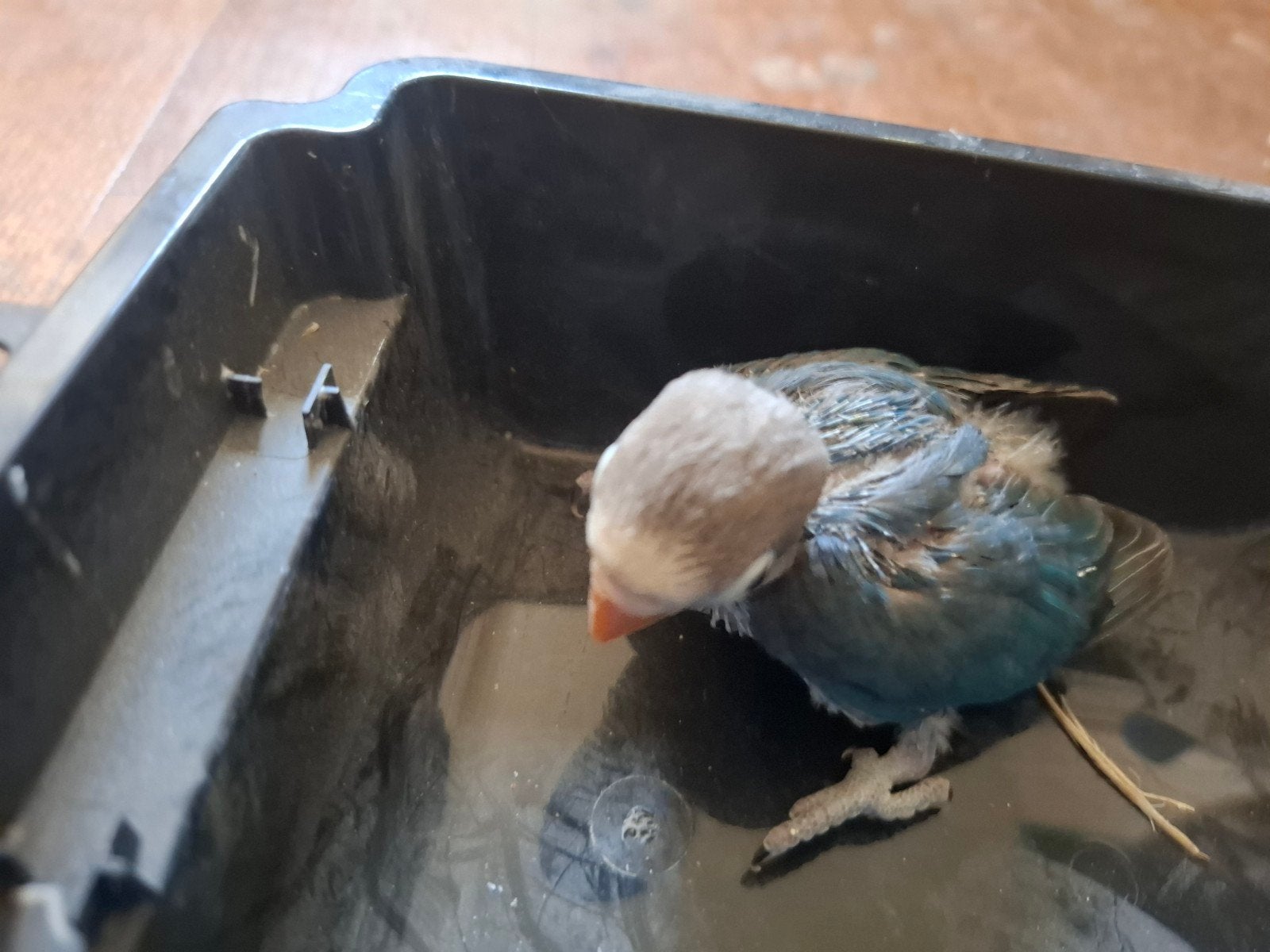 jonge fiscerie om tam te maken, Dieren en Toebehoren, Dwergpapegaai of Agapornis