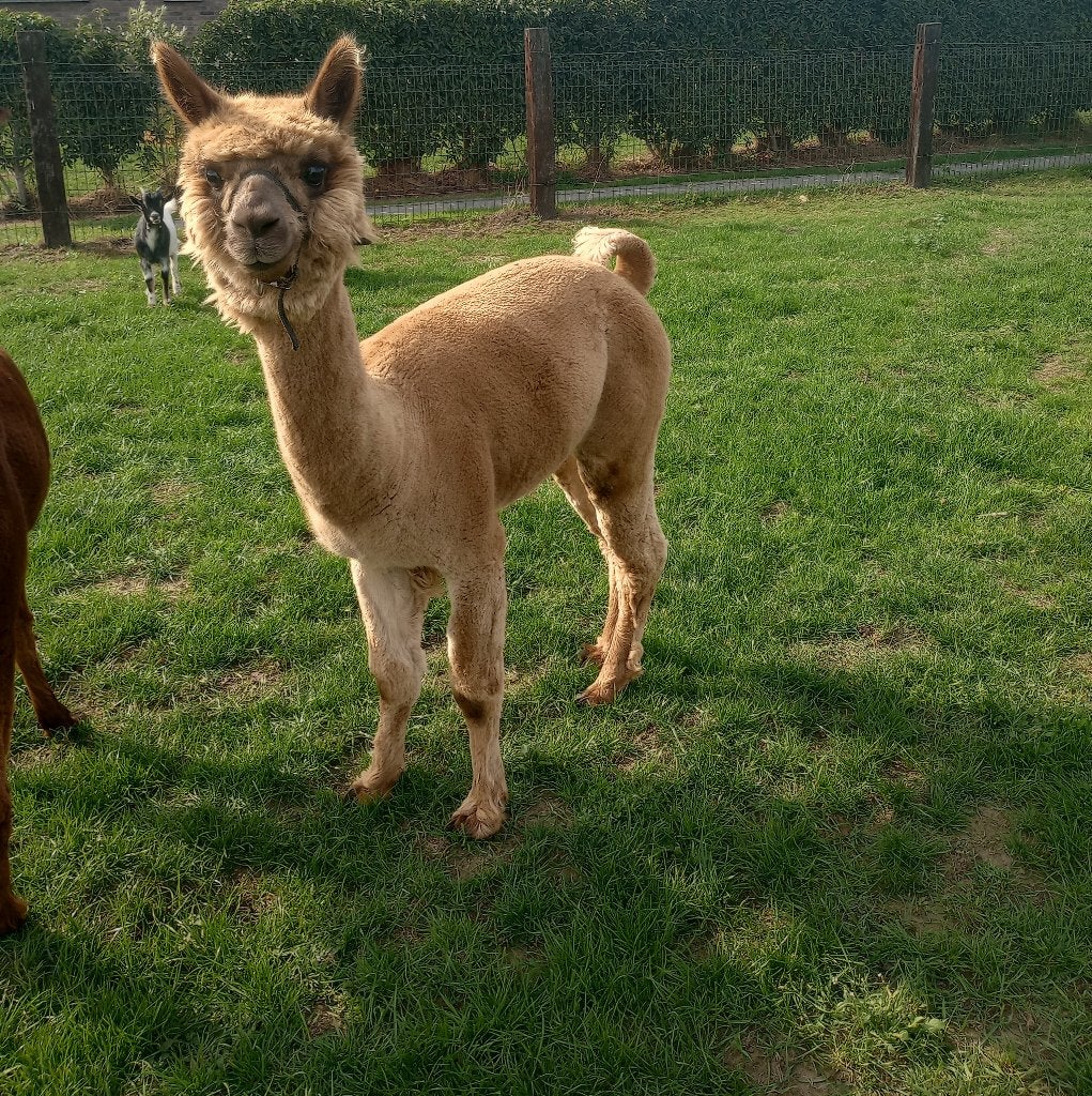 Alpaca hengst, Dieren en Toebehoren, Overige Dieren, Juni, Mannelijk