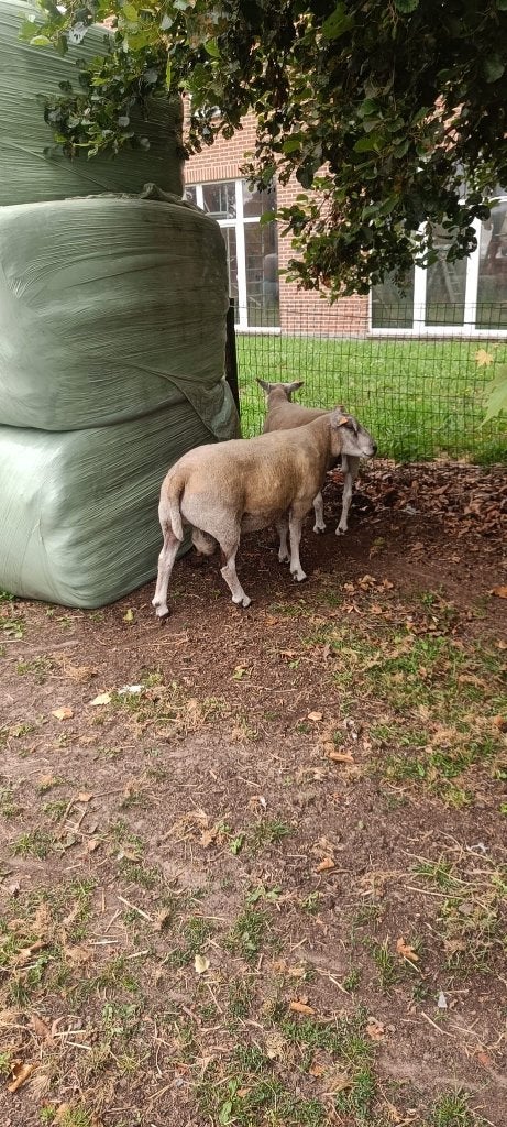 Texel rammen, Dieren en Toebehoren, Schapen, Geiten en Varkens, Mannelijk, Schaap, 3 tot 5 jaar