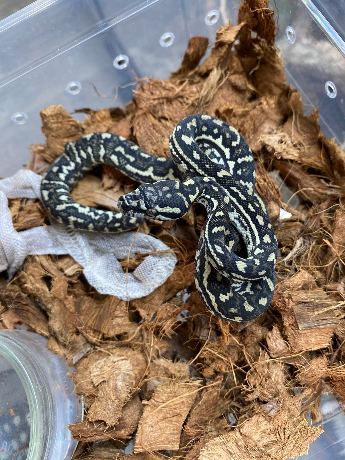Morelia spilota cheynei male 2026, Animaux & Accessoires