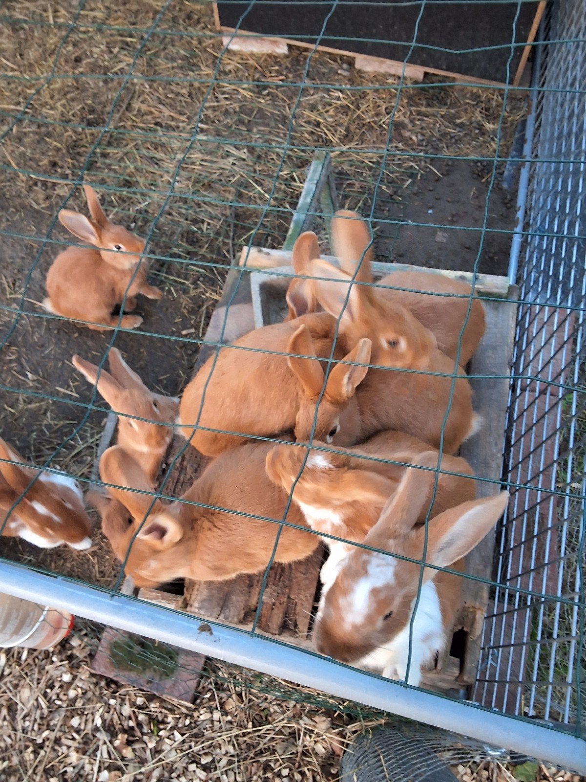 jonge konijnen te koop, gevaccineerd, Dieren en Toebehoren, Meerdere dieren, Middelgroot, 0 tot 2 jaar