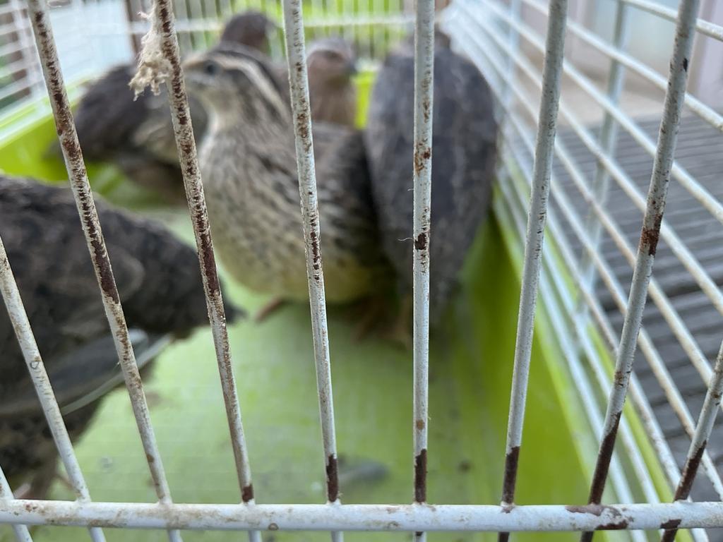 Kwartels, Dieren en Toebehoren