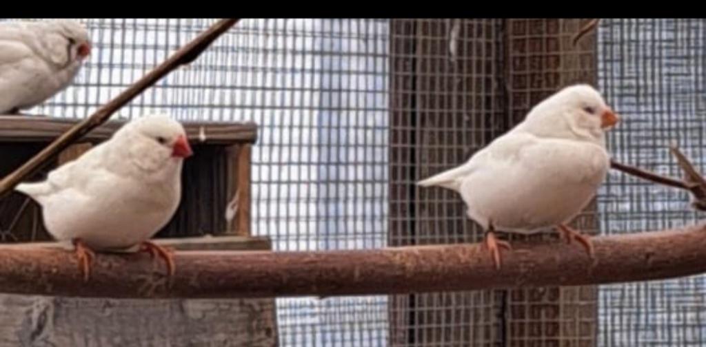 Grote zebravinken !, Dieren en Toebehoren, Vogels | Kanaries