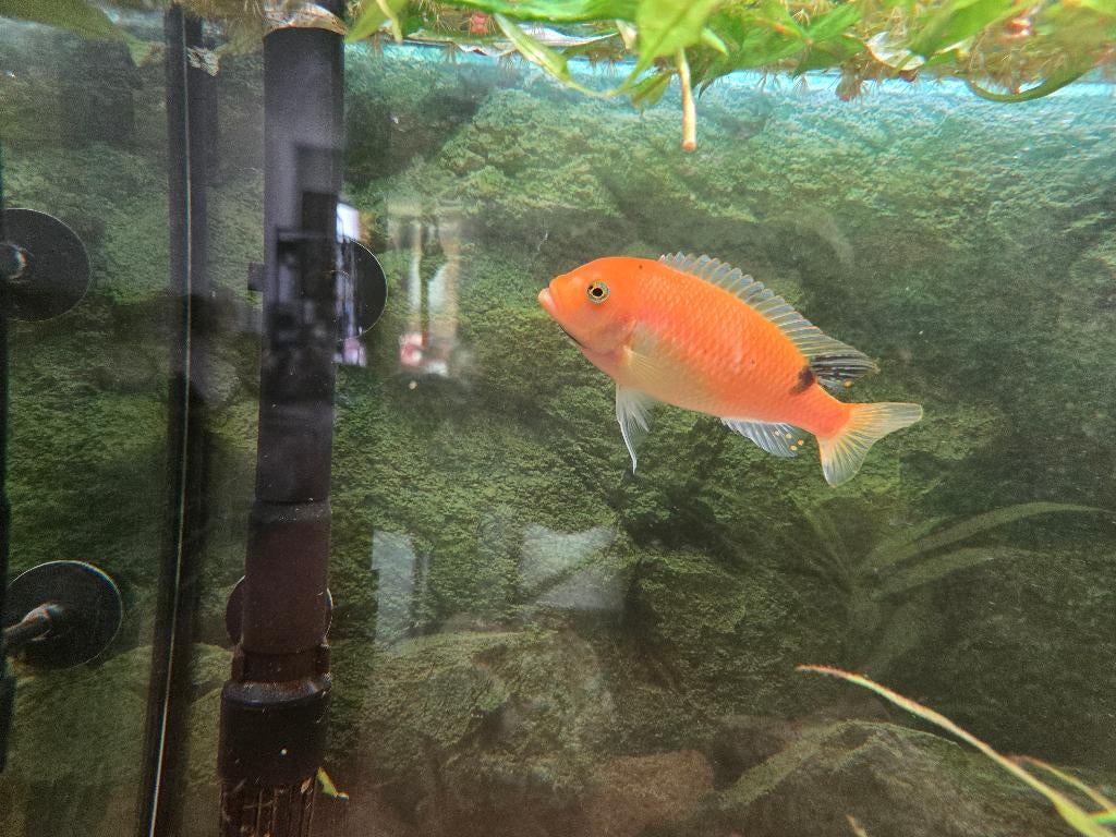 Rode Zebra Cichlide (Metriaclima estherae), Dieren en Toebehoren, Vis, Zoetwatervis