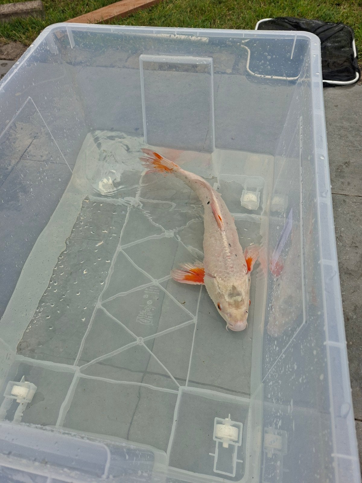 Japanse koi 50cm, Dieren en Toebehoren, Vissen | Vijvervissen