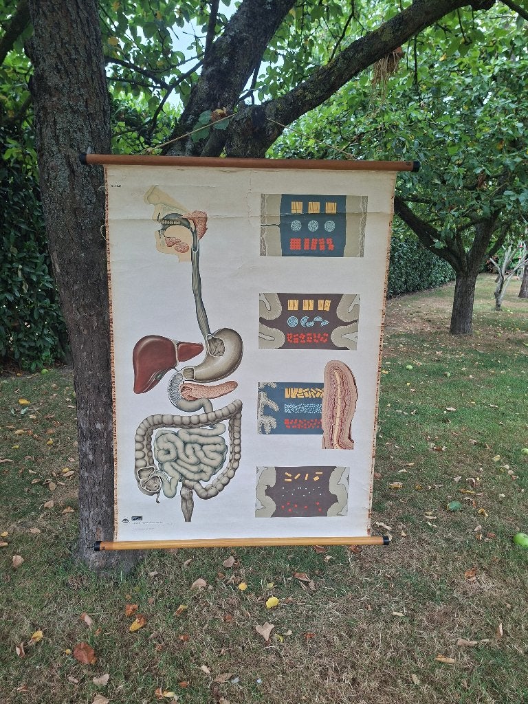 Anatomische schoolplaat, Ophalen, Natuur en Biologie