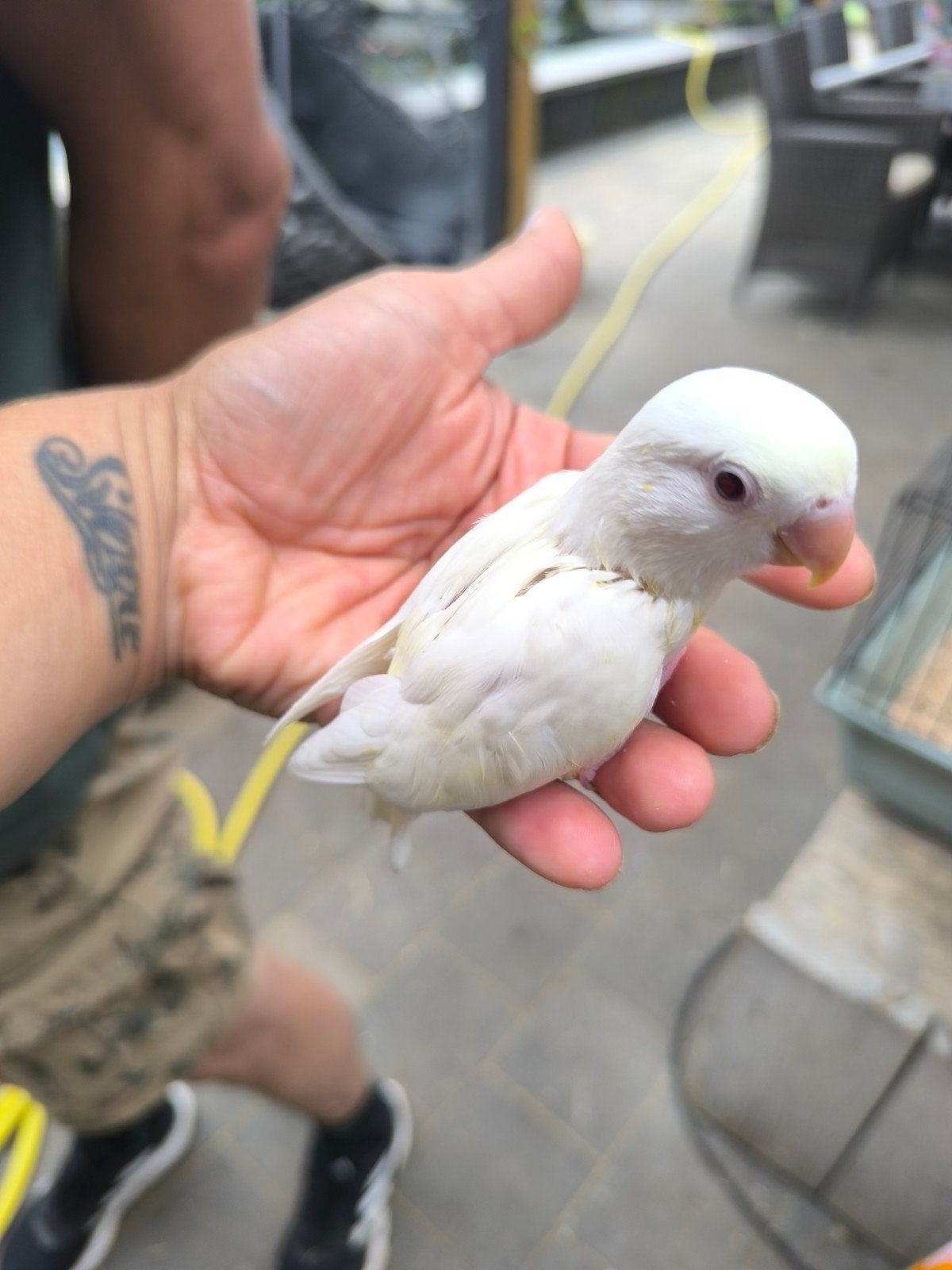 Super tam Dwergpapegaai agapornis roseicollis, Domestique