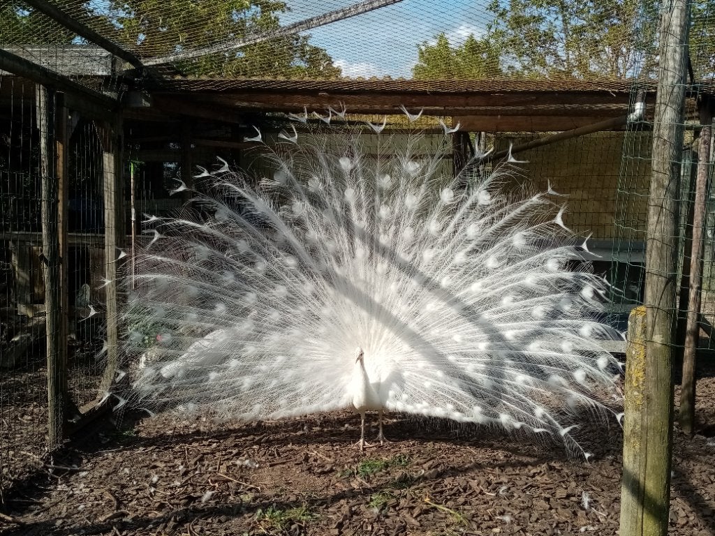 Witte pauw broedeieren, Dieren en Toebehoren, Pluimvee