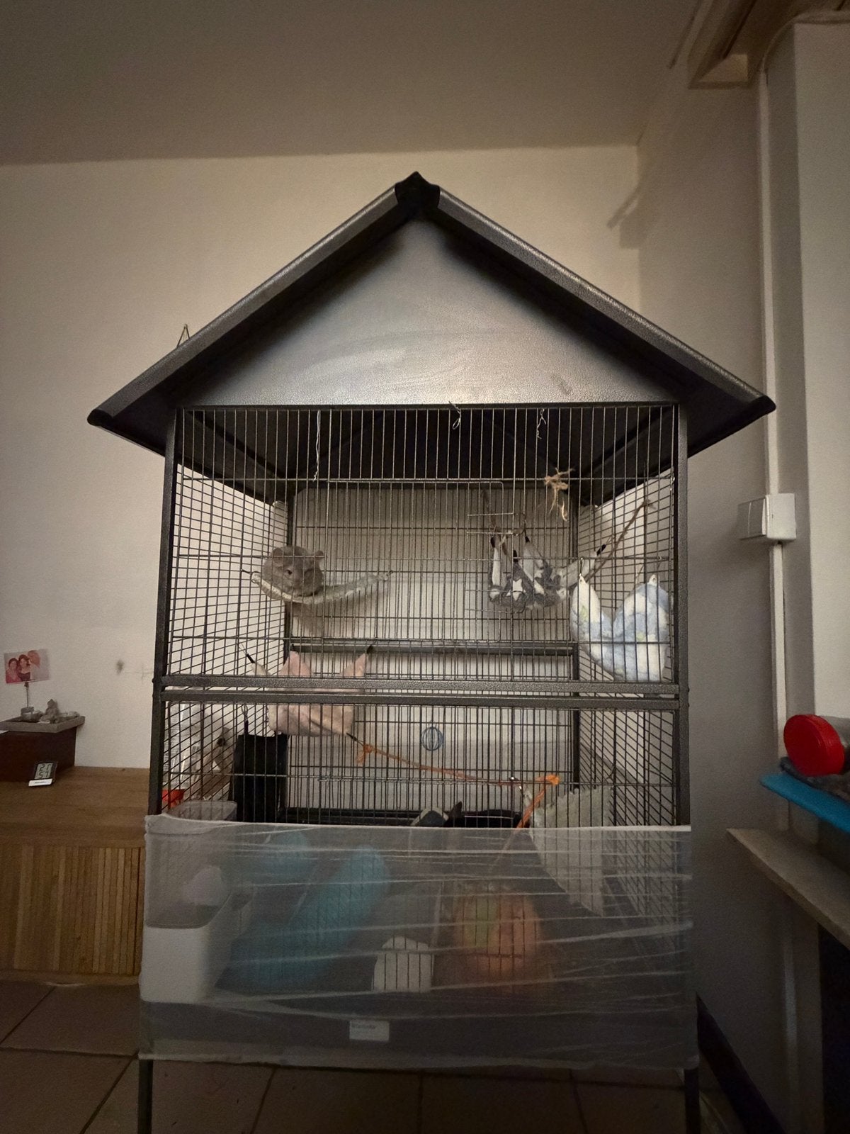 Chinchilla’s, Dieren en Toebehoren, Maart, Chinchilla, Mannelijk, Tam