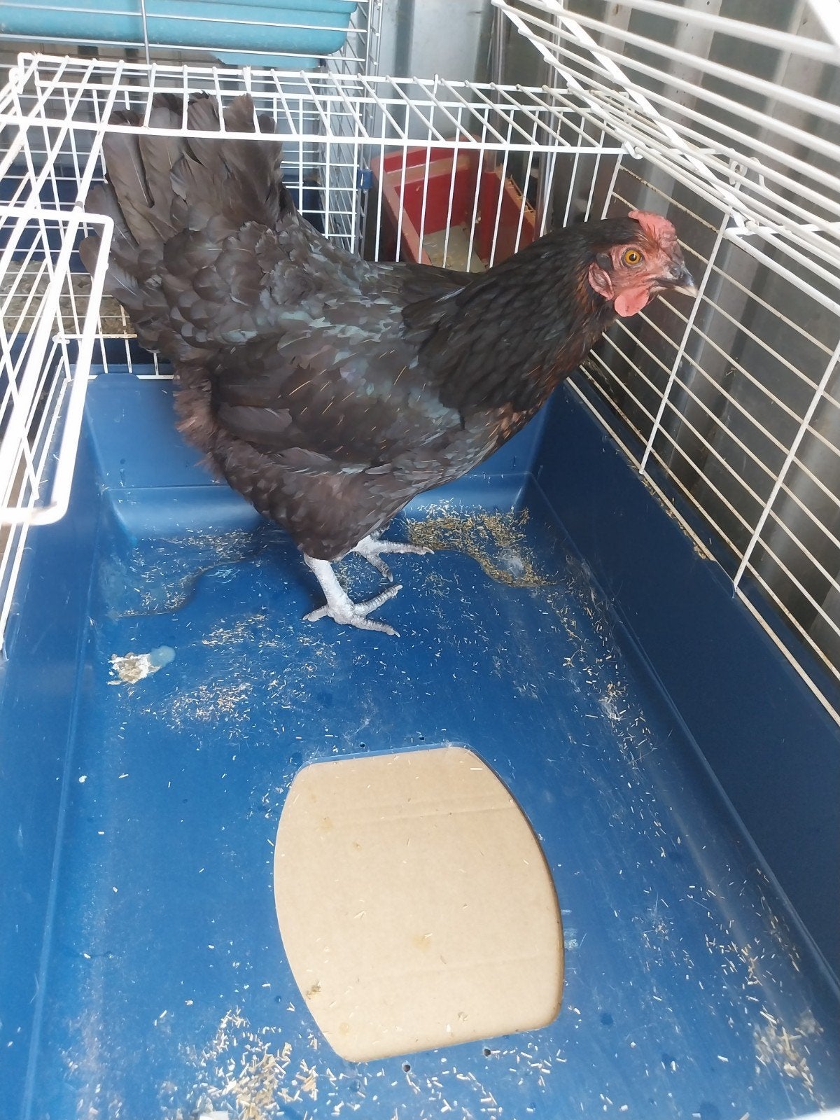 Kip te koop, Dieren en Toebehoren, Ophalen