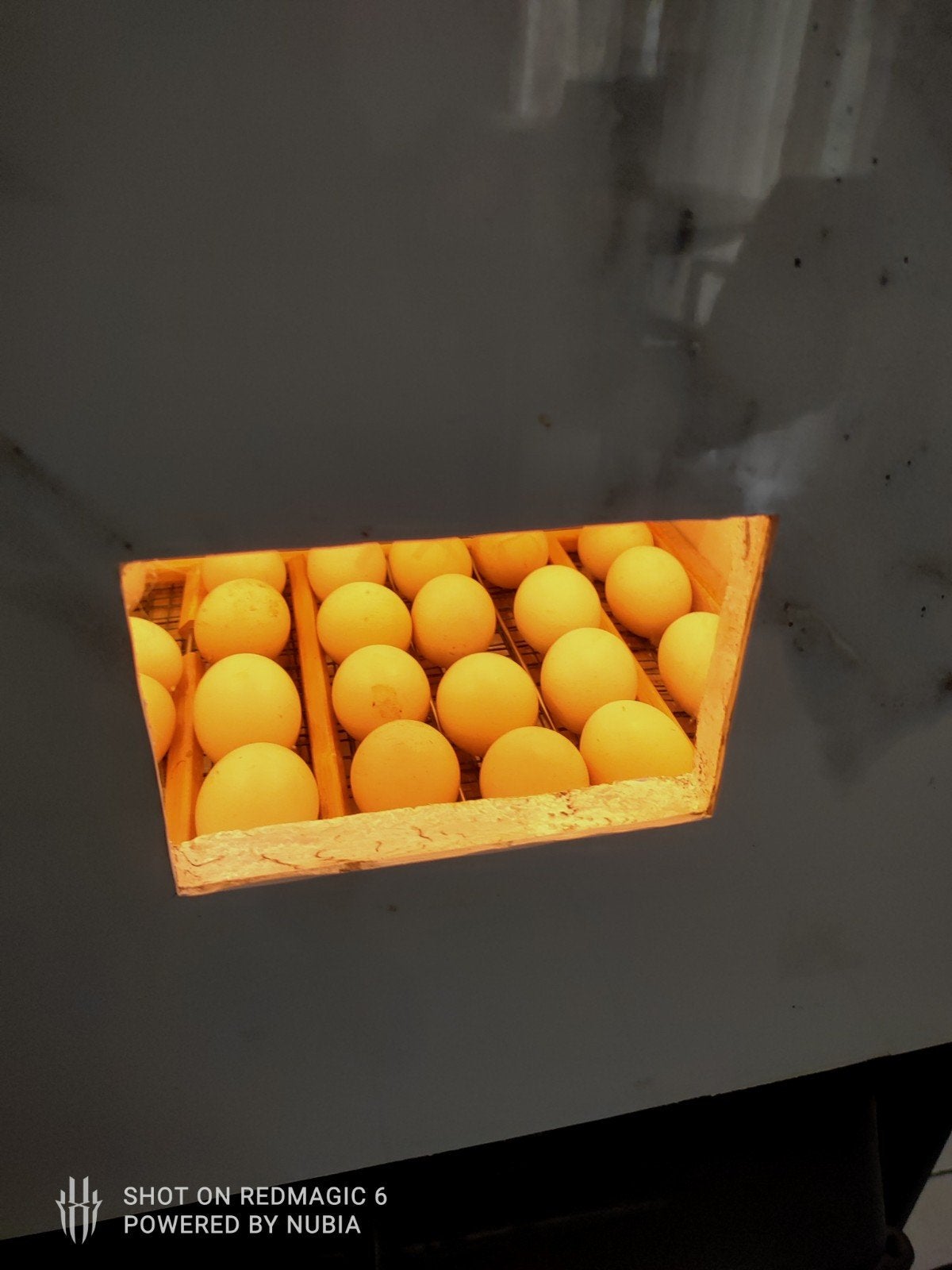 Oeufs à éclore Poule de Bresse