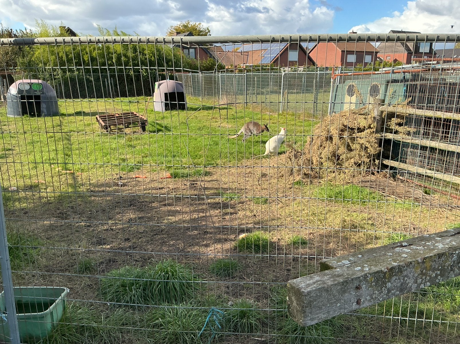 3 wallaby’s, Dieren en Toebehoren, Mei, Meerdere dieren