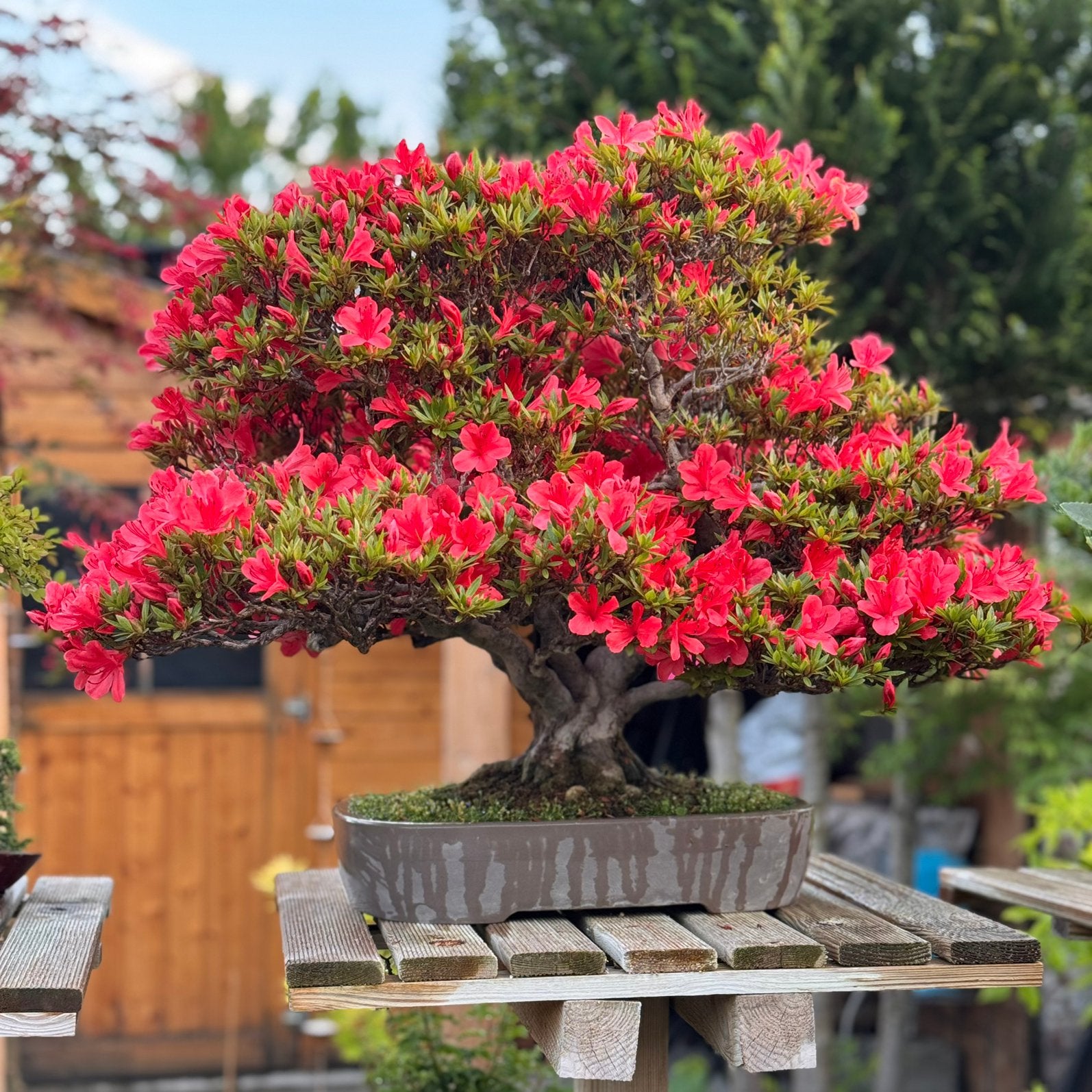Bonsai Azalea Kinsai 62 jaar, Tuin en Terras, Planten | Bomen, Overige soorten, Minder dan 100 cm, Halfschaduw, Lente, In pot