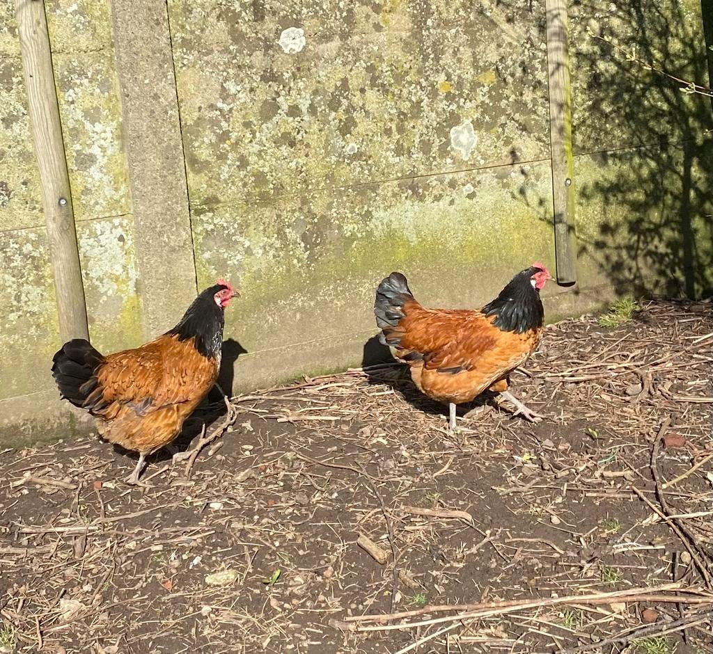 Vorwerk hennen, Vrouwelijk, Kip