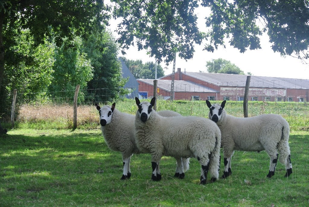 Kerry Hill ramlammeren te koop, Mâle, Mouton, 0 à 2 ans