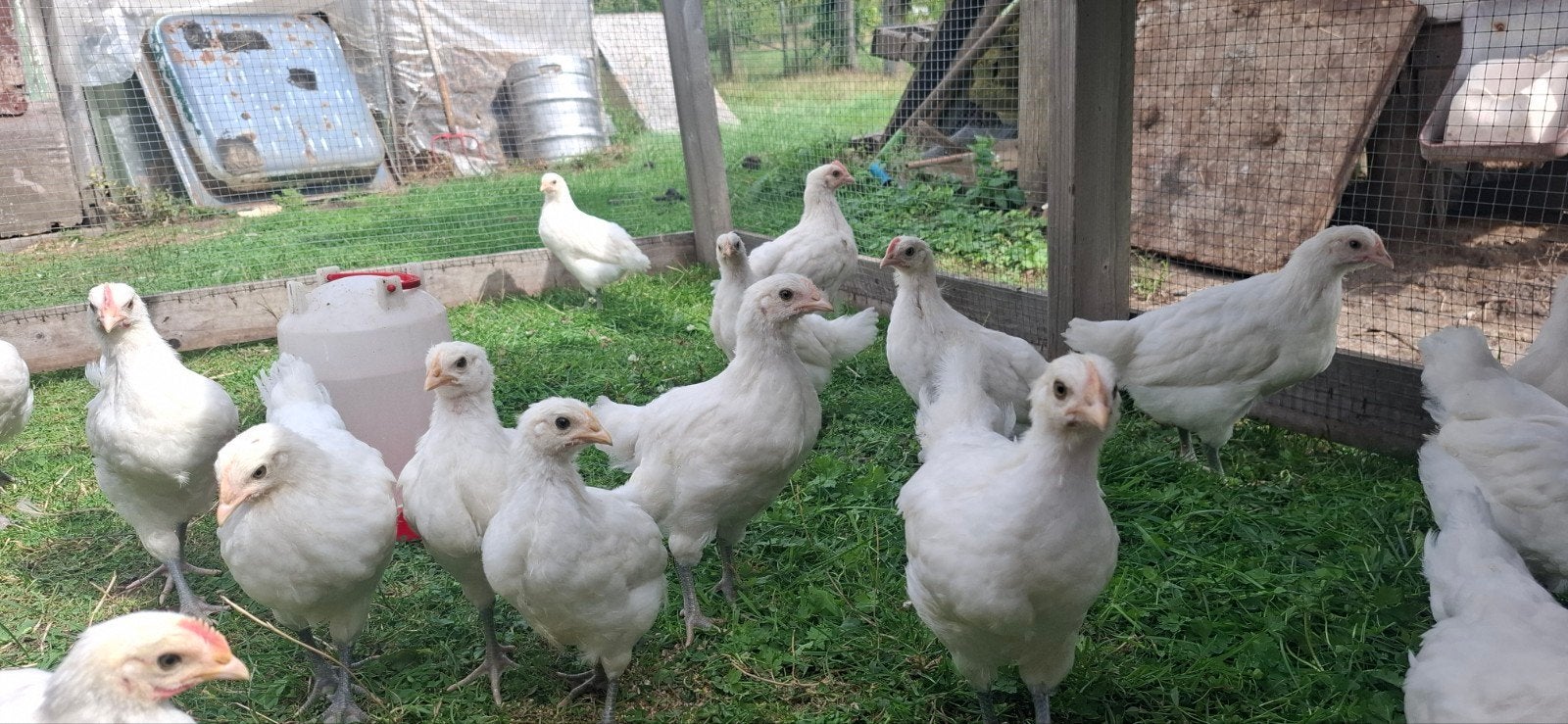 Hennen Poule De Bresse  , witte kleur  , raszuiver, Dieren en Toebehoren