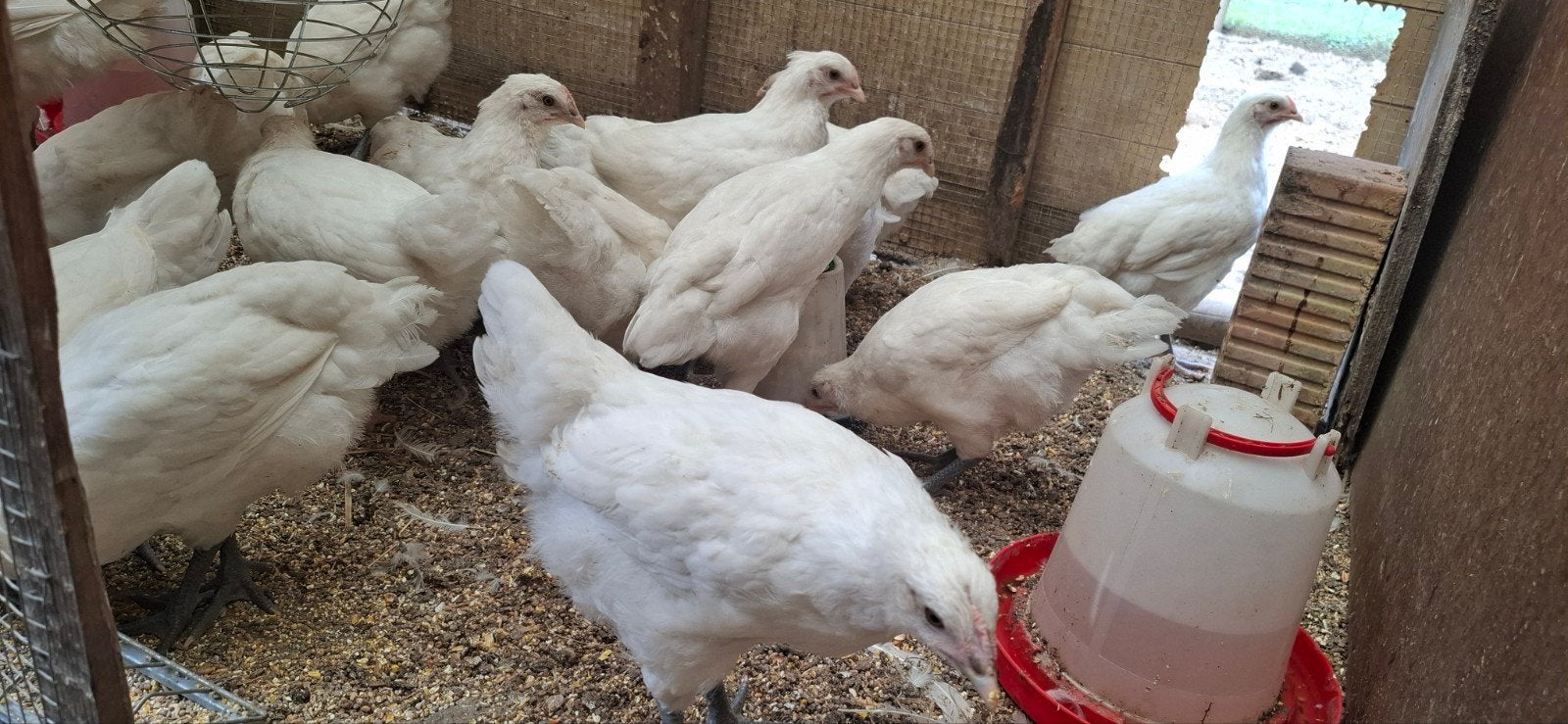 Hennen  Poule de bresse , witte kleur,  raszuiver, Dieren en Toebehoren, Pluimvee