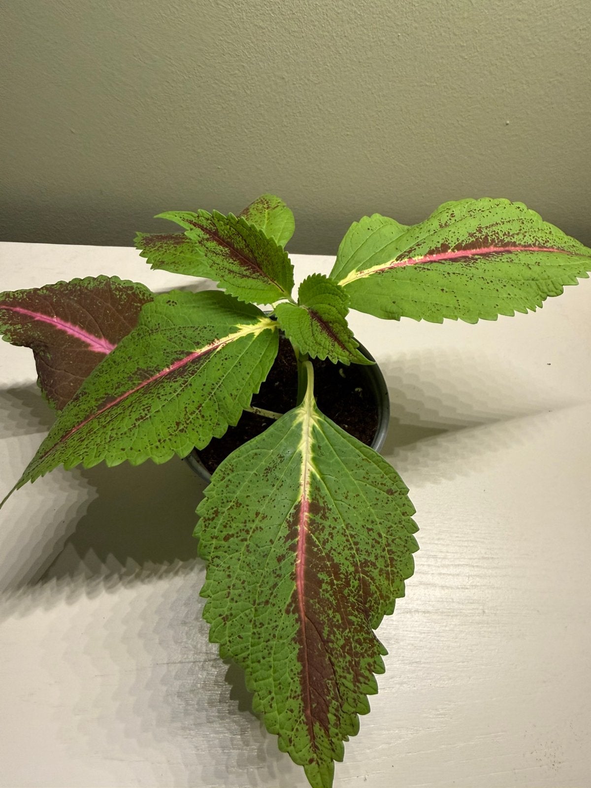 Coleus, Autres espèces, En pot, Moins de 100 cm, Plante verte