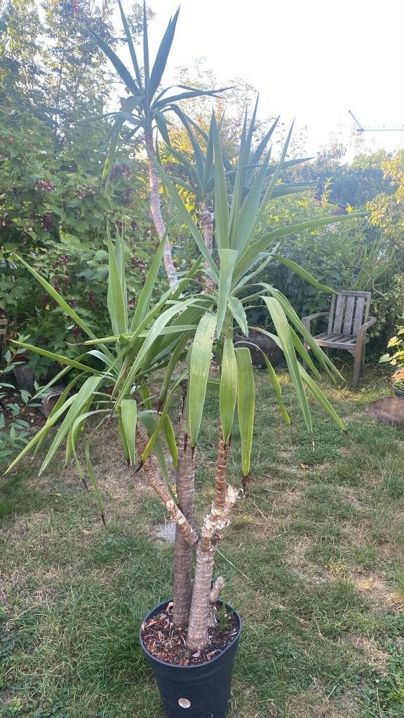 Yucca, Ophalen