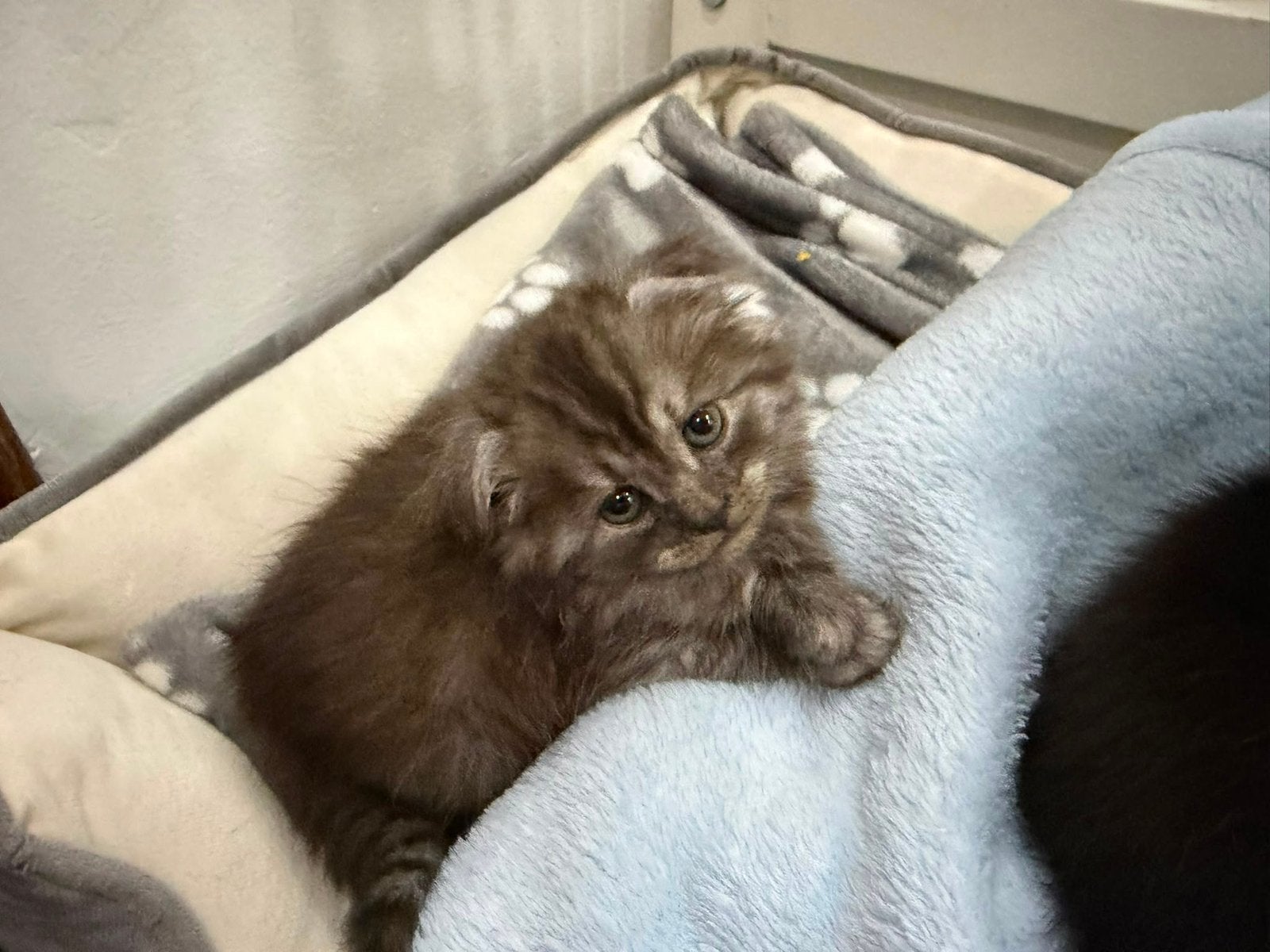 Europese korthaar & Britse langhaar, Dieren en Toebehoren, Poes, Met stamboom, 0 tot 2 jaar