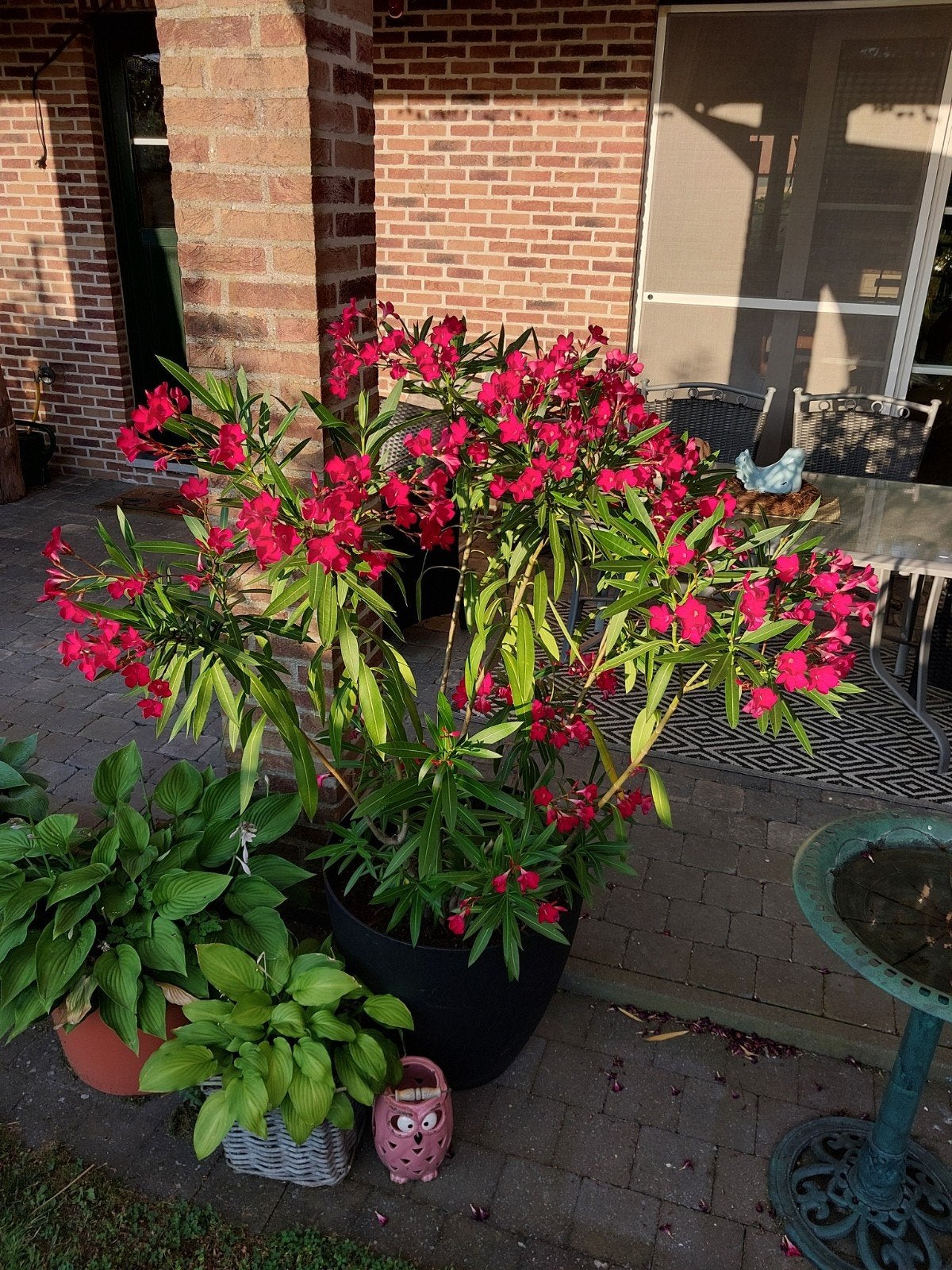 Prachtige grote Oleander(120 cm)in moderne buitenpot, Ophalen, Zomer
