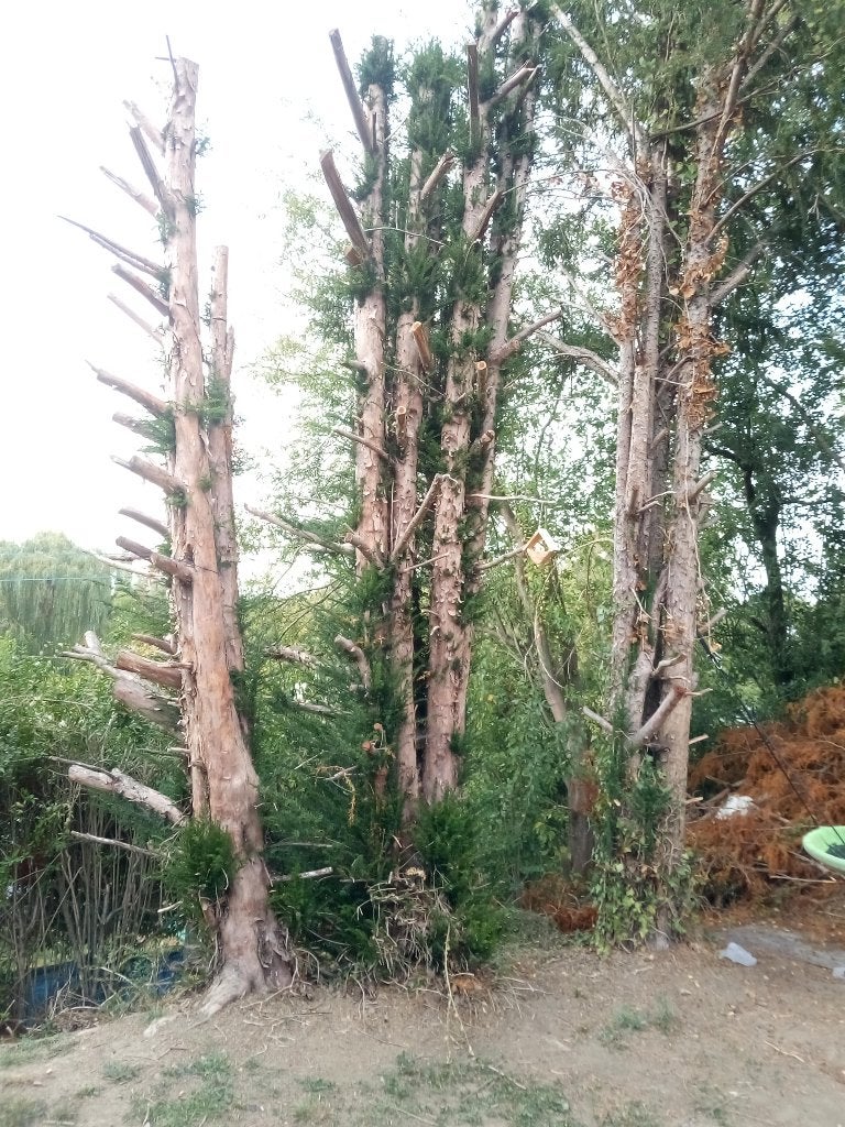 Bois a donnee, 6 m³ ou plus, Enlèvement, Autres essences de bois, Troncs d'arbres