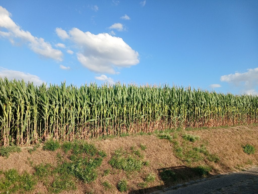 Mais te koop op stam, Zakelijke goederen, Landbouw | Veevoer, Ophalen