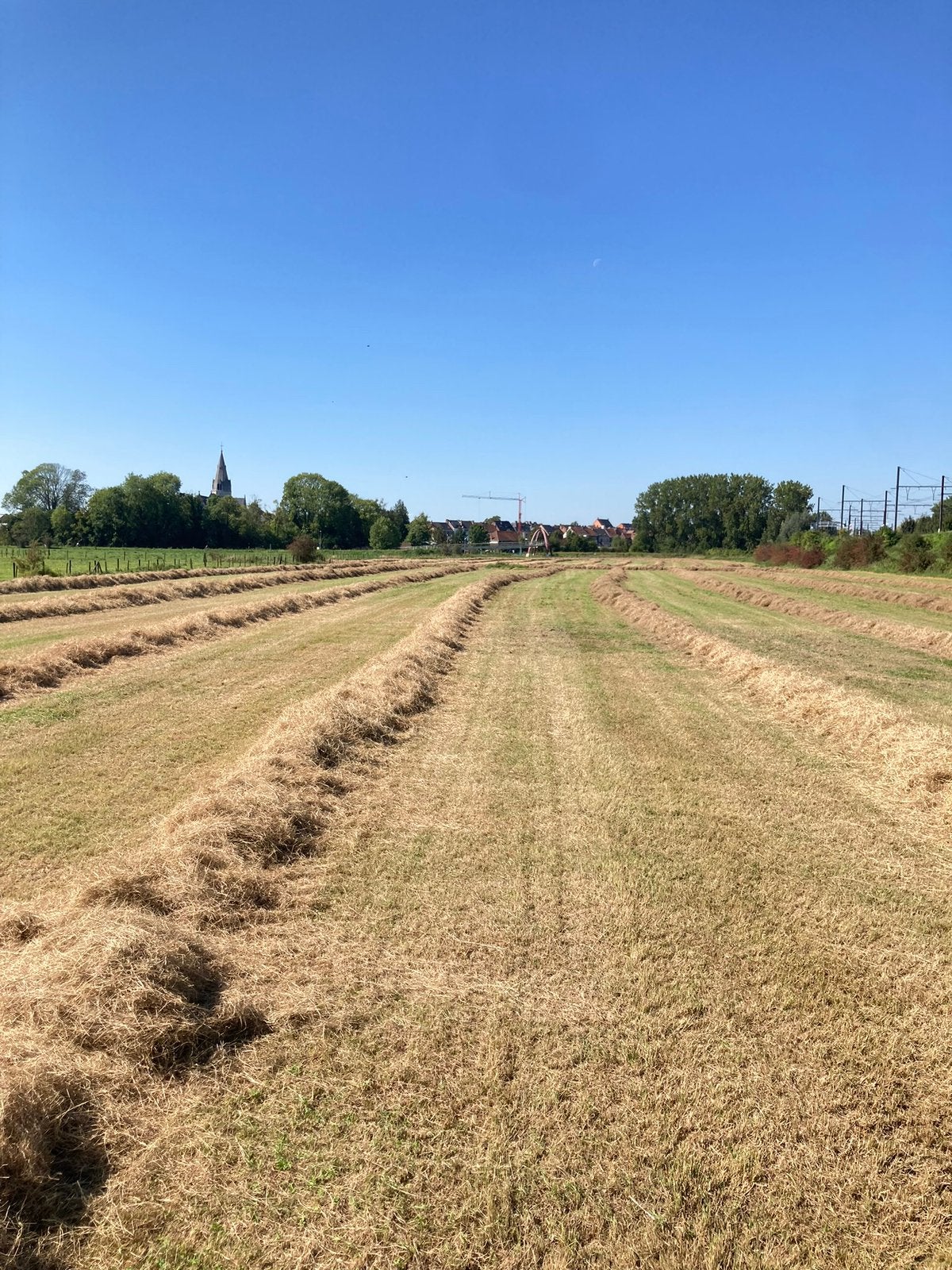 Mager hooi van natuurweiden, Ophalen