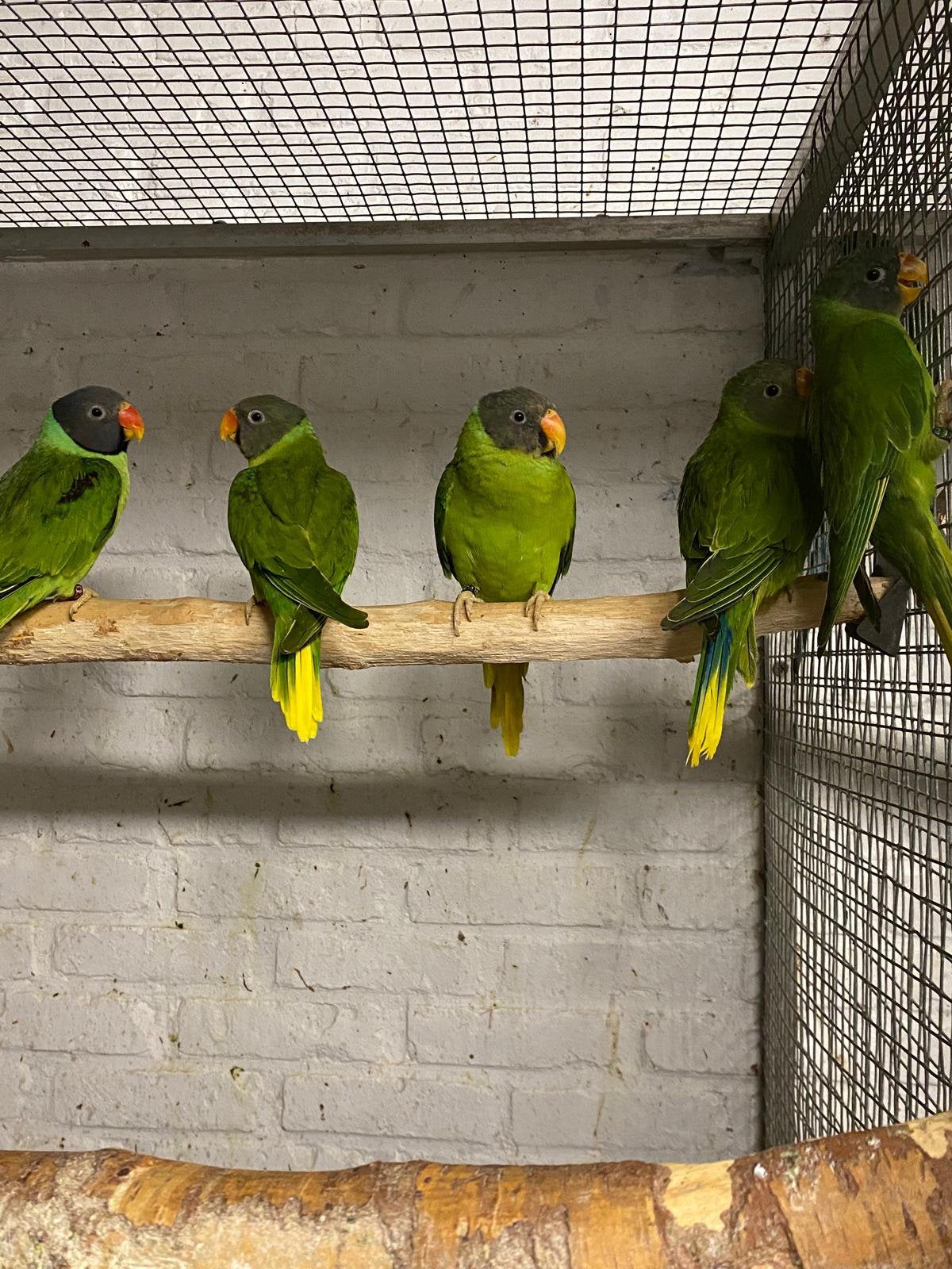 Kweekkoppel grijskop edelparkieten, Plusieurs animaux, Perruche, Bagué