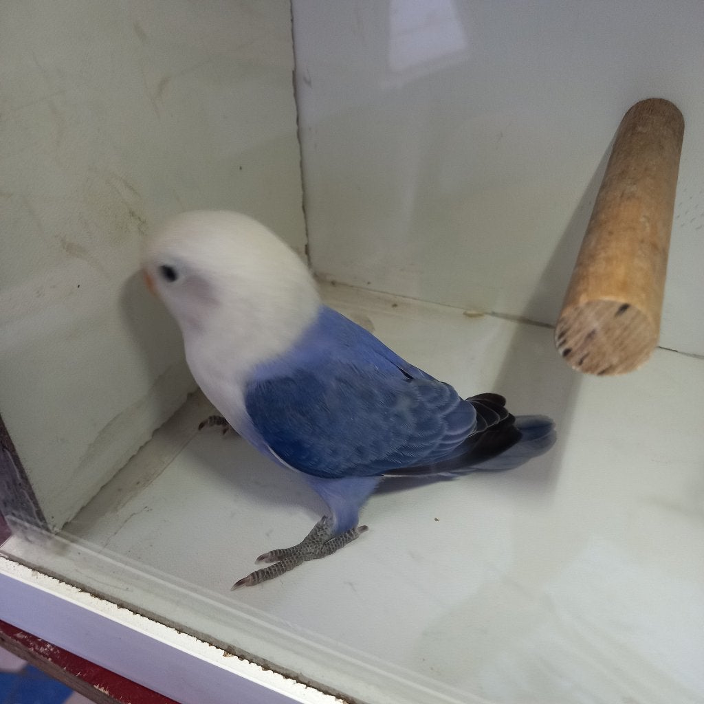 Fischeri, Meerdere dieren, Dwergpapegaai of Agapornis, Geringd