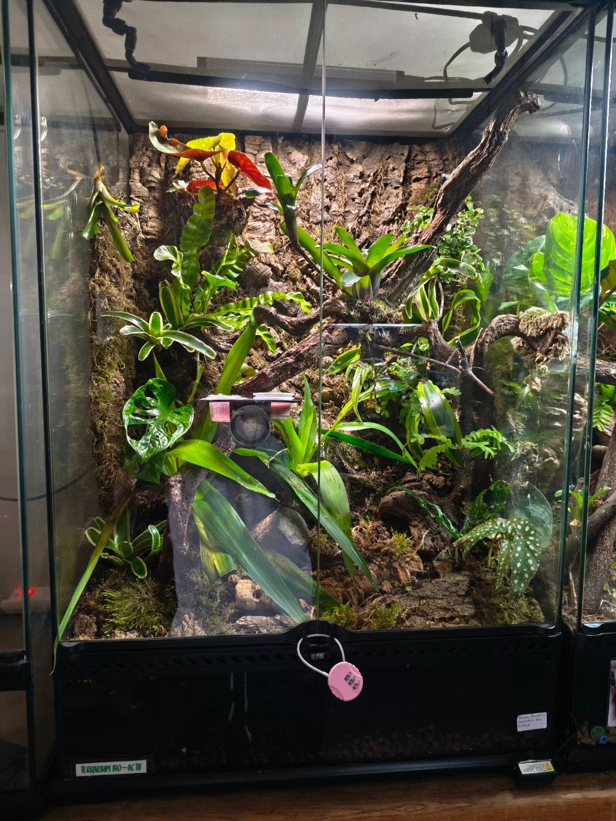 Exo Terra 60x45x90 volledig uitgeruste Jungle + Leachianus P, Ophalen, Zo goed als nieuw, Terrarium of Paludarium